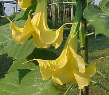 Angel's Trumpet Cultivars (Brugmansia Cultivars) — which can range from 6 to 20 inches in length; and care should be taken to plant them away from, image 50