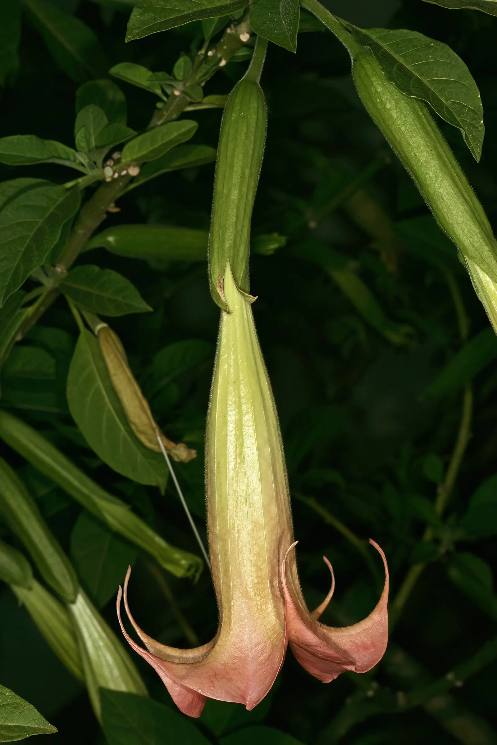 Angel's Trumpet Cultivars (Brugmansia Cultivars) — especially enchanting in the evening hours; they thrive in USDA zones 9-12, preferring, image 51