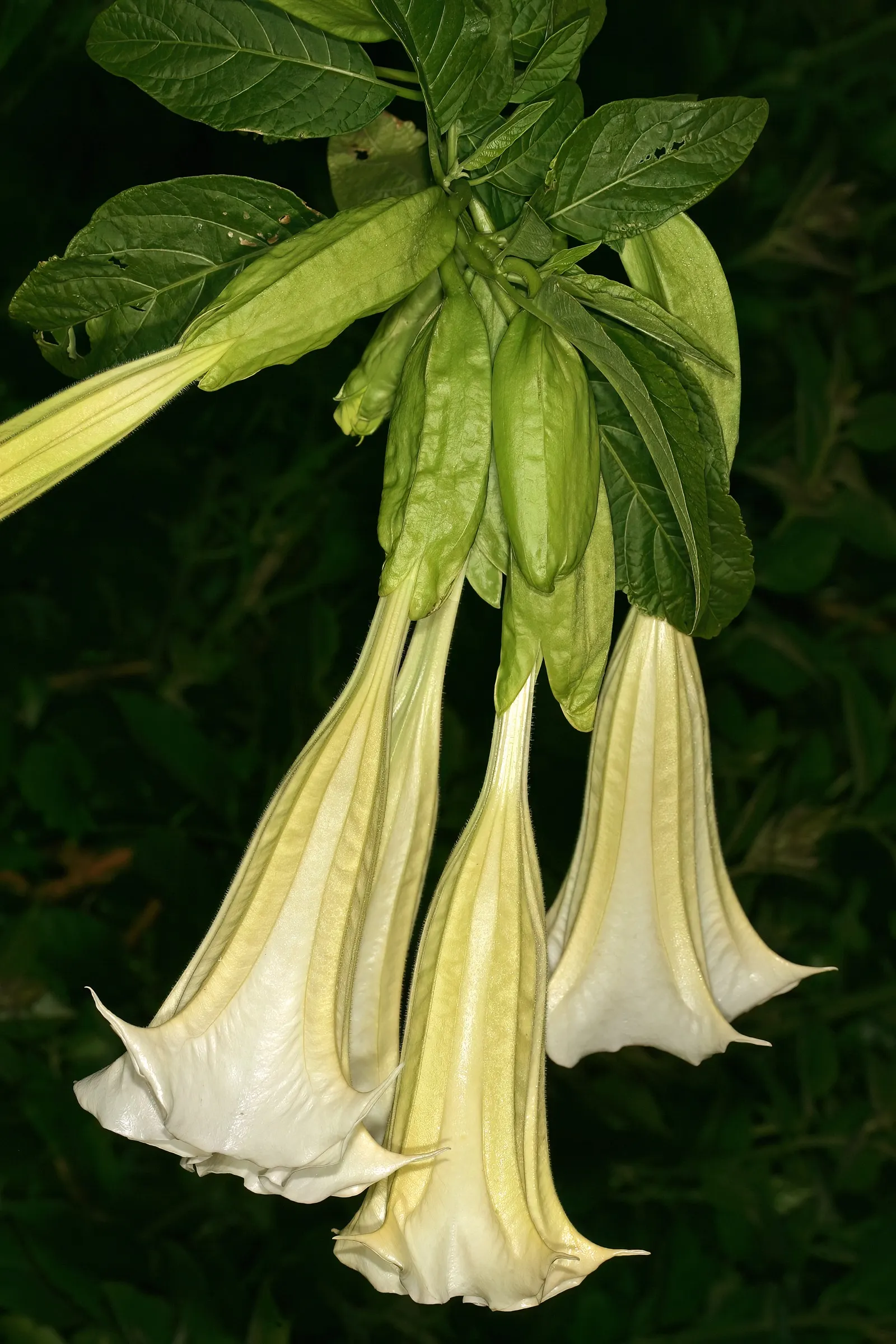 Angel's Trumpet Cultivars (Brugmansia Cultivars) — ovate leaves with coarse margins add a lush