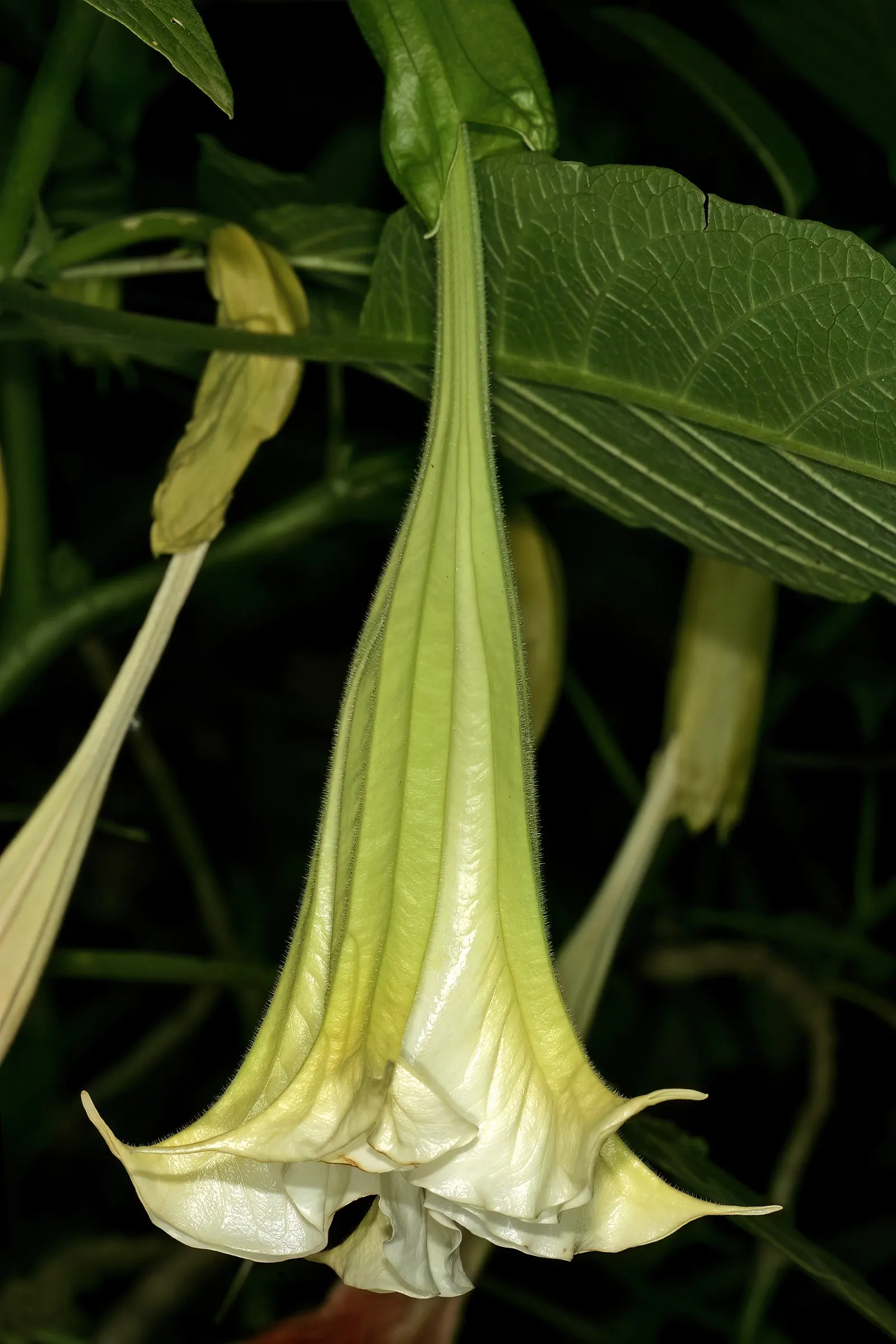 Angel's Trumpet Cultivars (Brugmansia Cultivars) — Caution: all parts are toxic if ingested; providing stunning aesthetic appeal