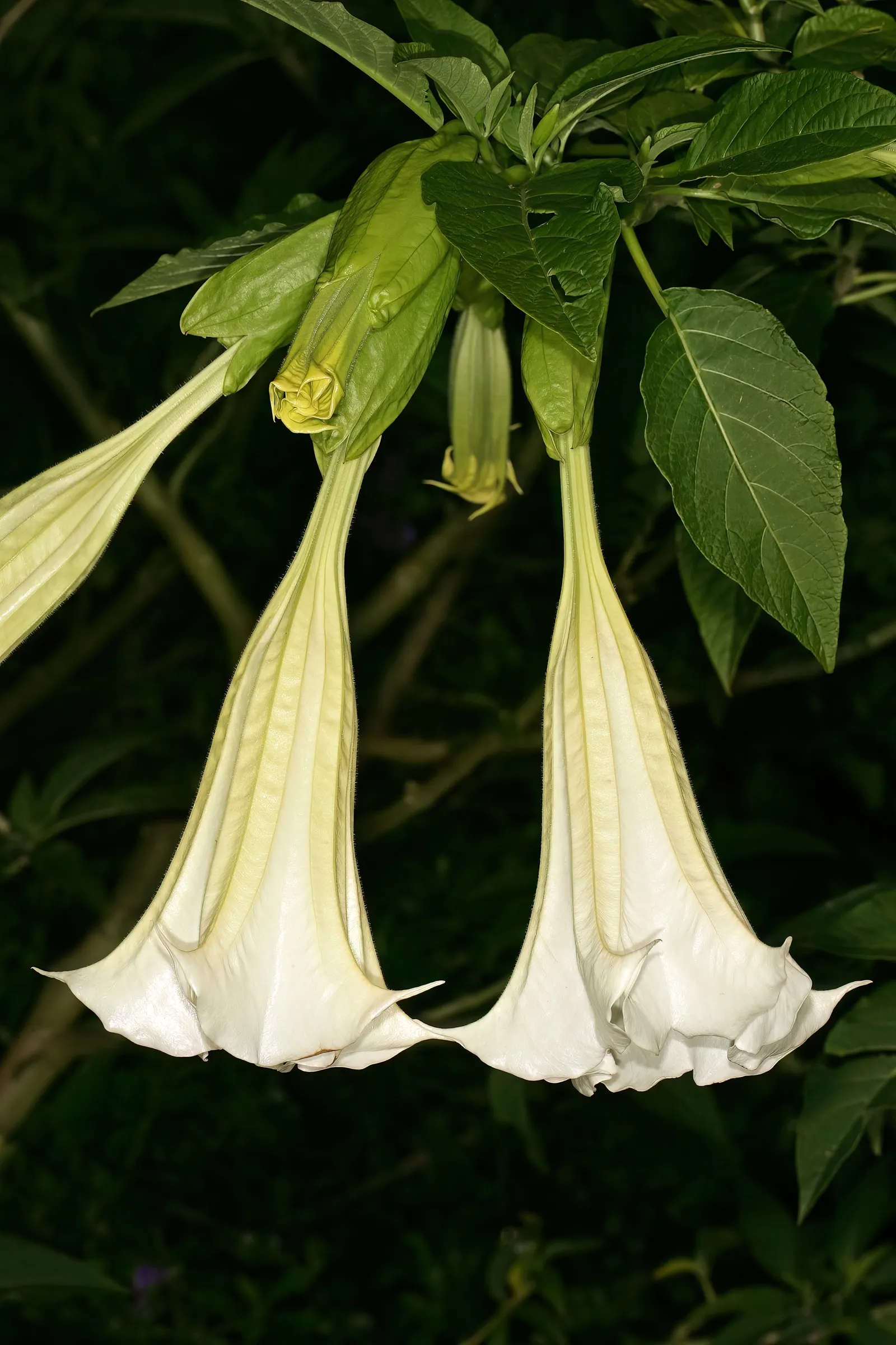 Angel's Trumpet Cultivars (Brugmansia Cultivars) — Cultivars vary in height from 6 to 20 feet, with blooms ranging in color from white, yellow, to, image 23