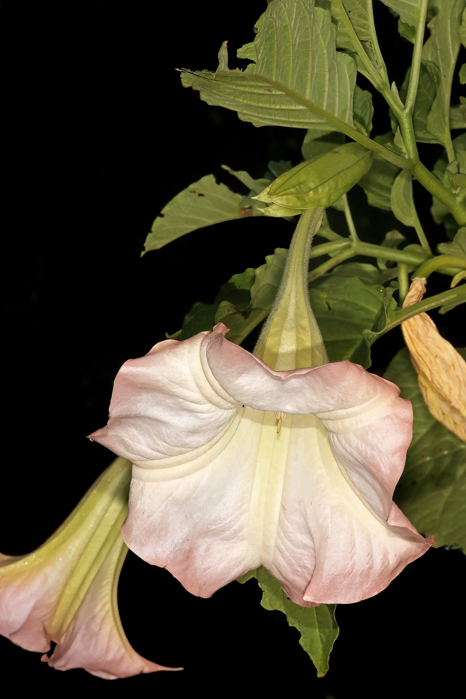 Angel's Trumpet Cultivars (Brugmansia Cultivars) — shrub with yellow blooms; ovate leaves with coarse margins add a lush