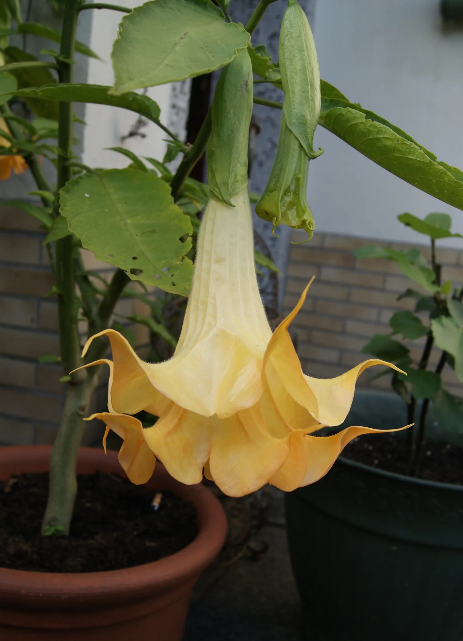 Angel's Trumpet Cultivars (Brugmansia Cultivars) — shrub with yellow blooms