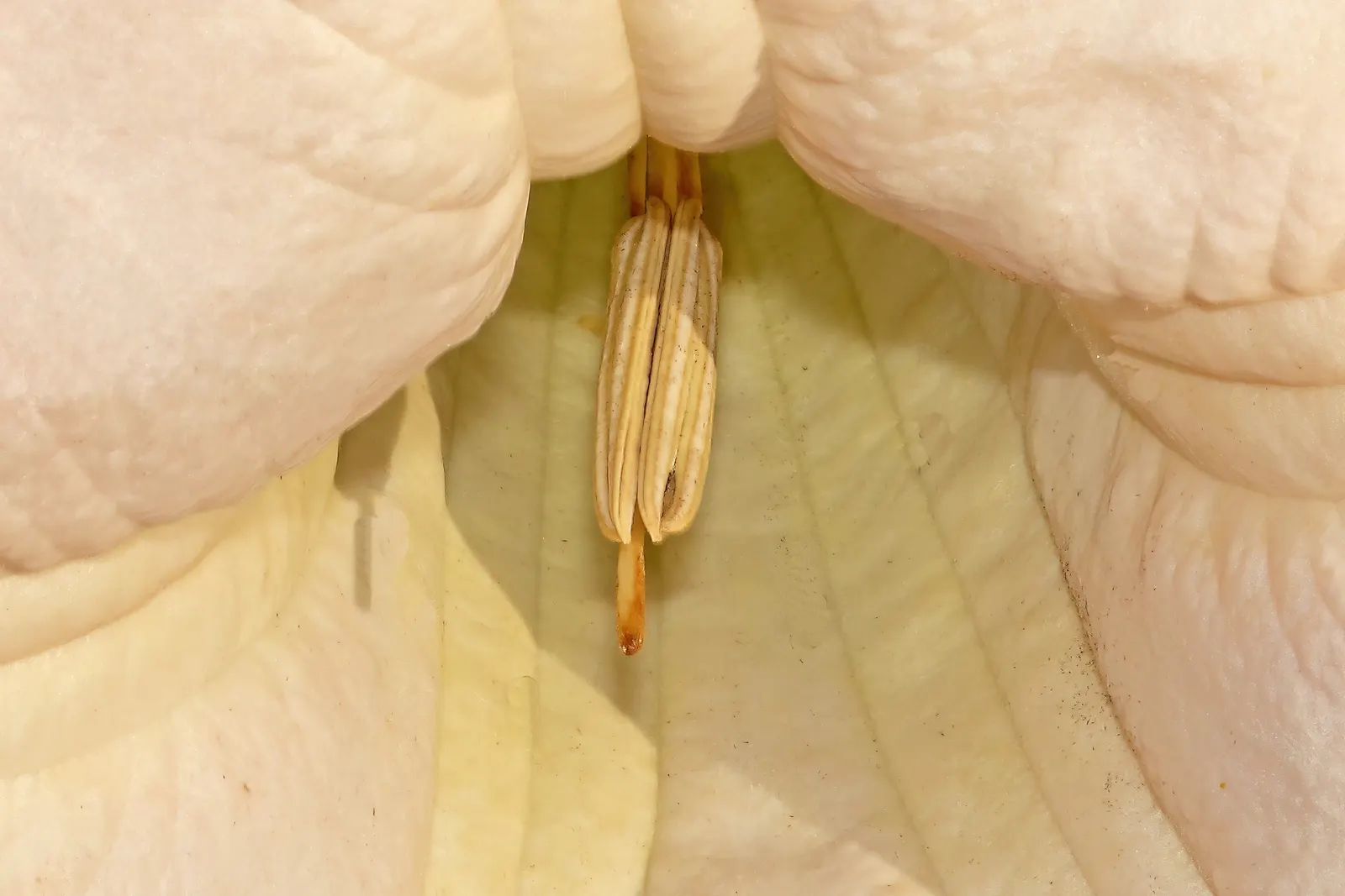Angel's Trumpet Cultivars (Brugmansia Cultivars) — and care should be taken to plant them away from children and pets; which can range from 6 to 20 inches in