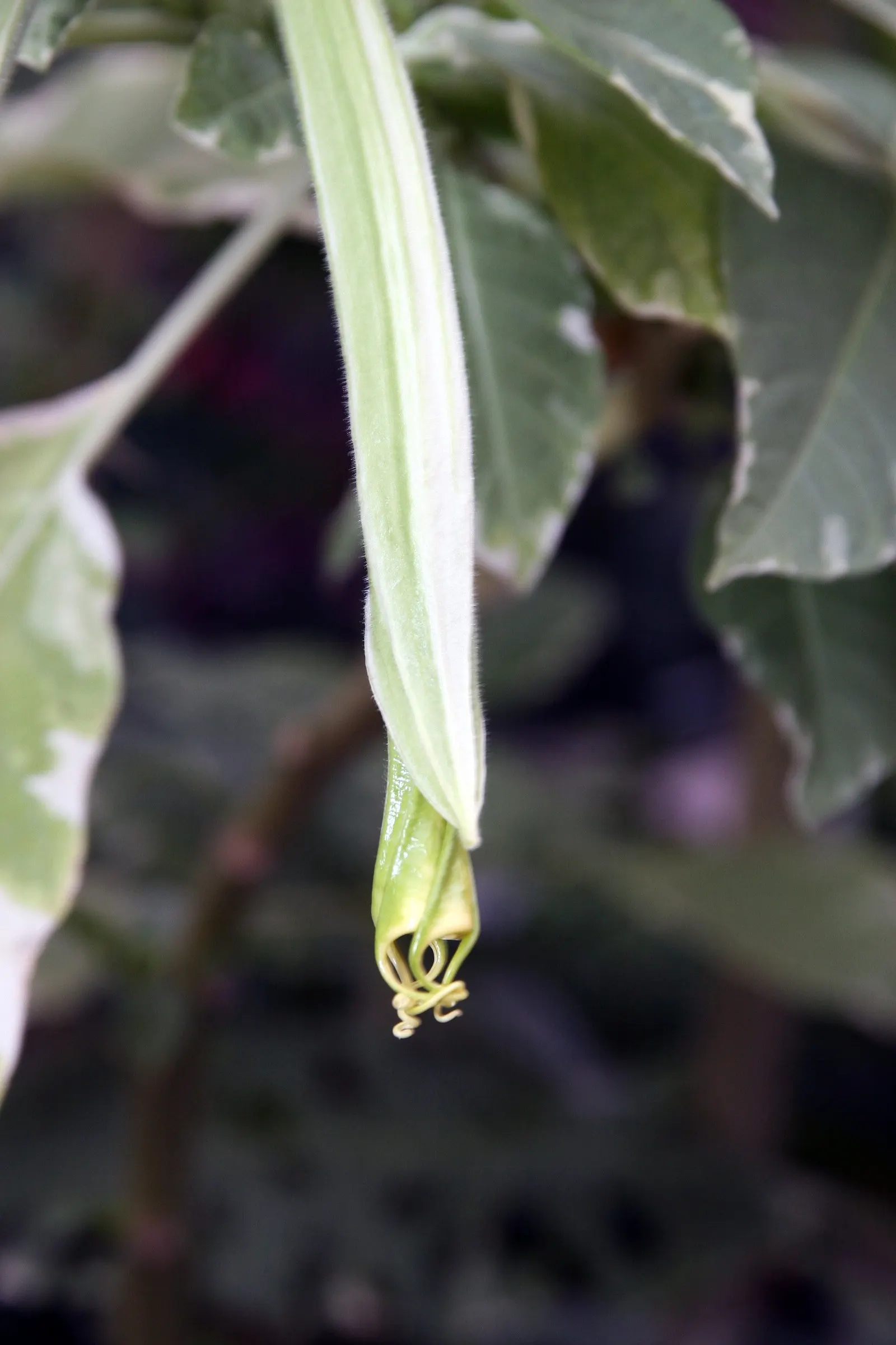 Angel's Trumpet Cultivars (Brugmansia Cultivars) — these cultivars will be the centerpiece of any temperate to subtropical landscape design; yellow flowers in