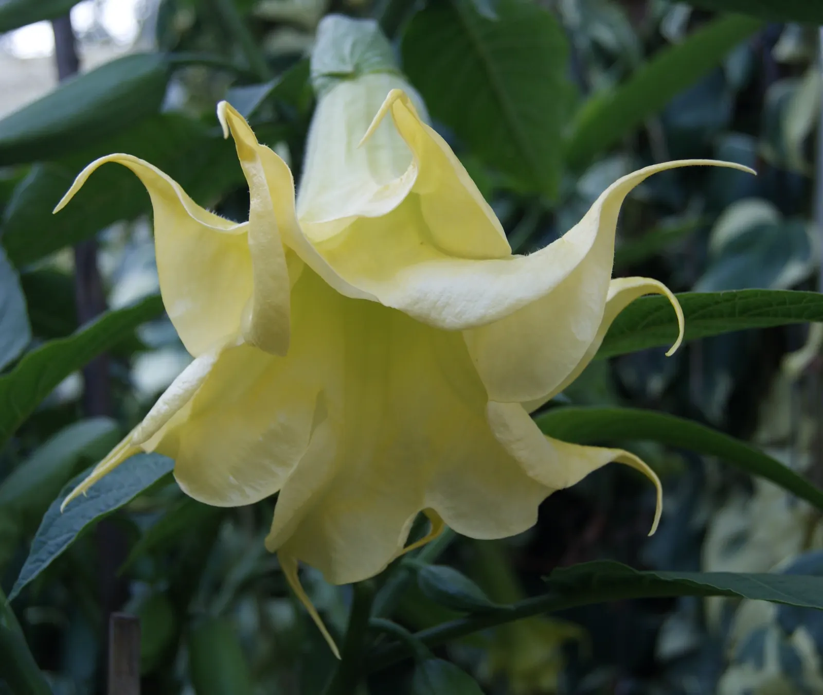 Angel's Trumpet Cultivars (Brugmansia Cultivars) — Cultivars vary in height from 6 to 20 feet, with blooms ranging in color from white, yellow, to pink