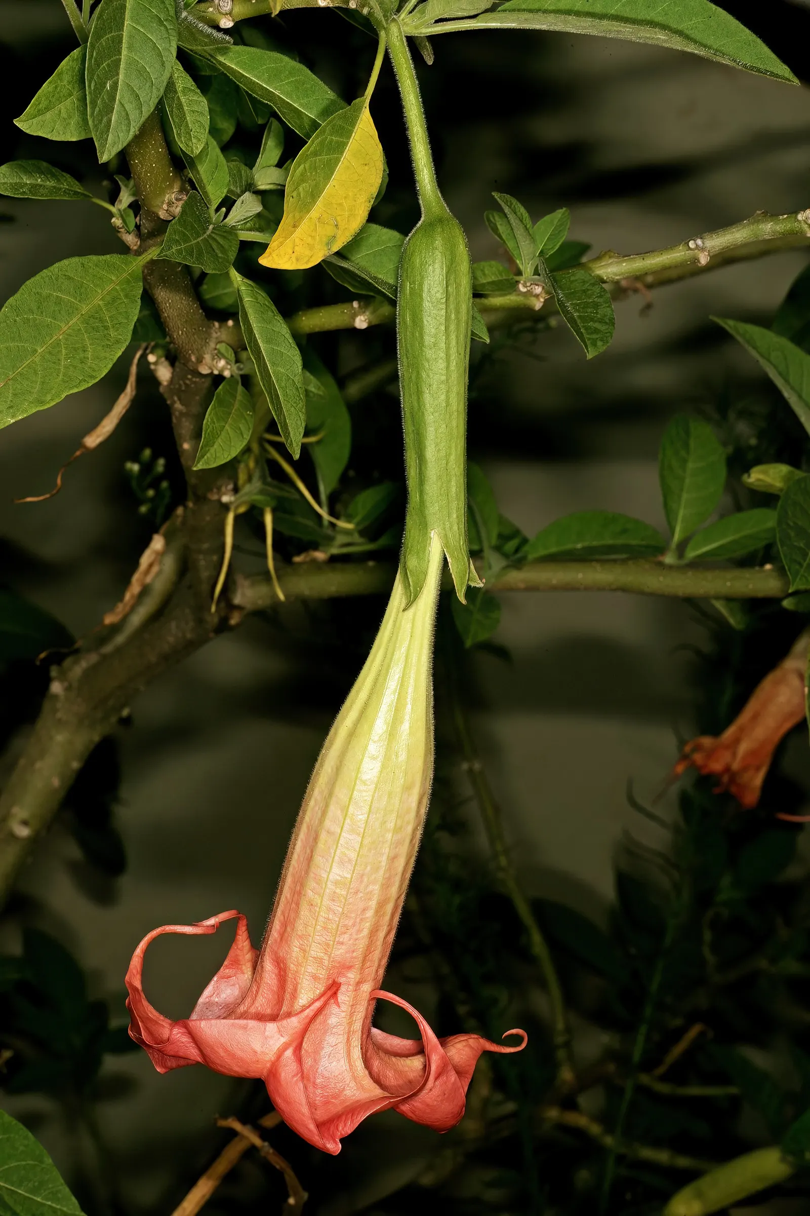 Angel's Trumpet Cultivars (Brugmansia Cultivars) — Provides a dramatic, exotic touch to any landscape; caution: all parts are toxic if ingested, image 48