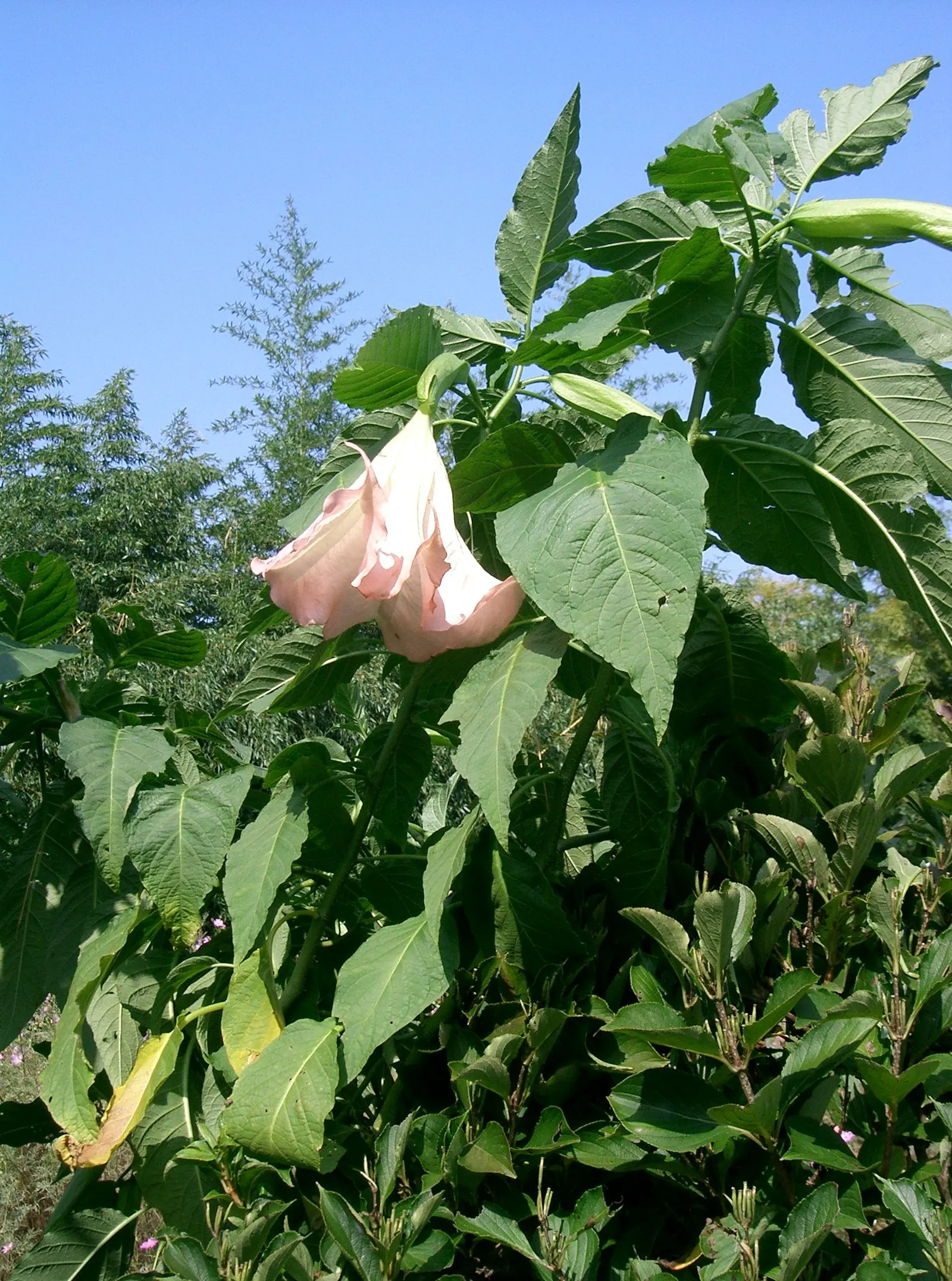 Angel's Trumpet Cultivars (Brugmansia Cultivars) — though some can even reach up to 20 feet under ideal conditions