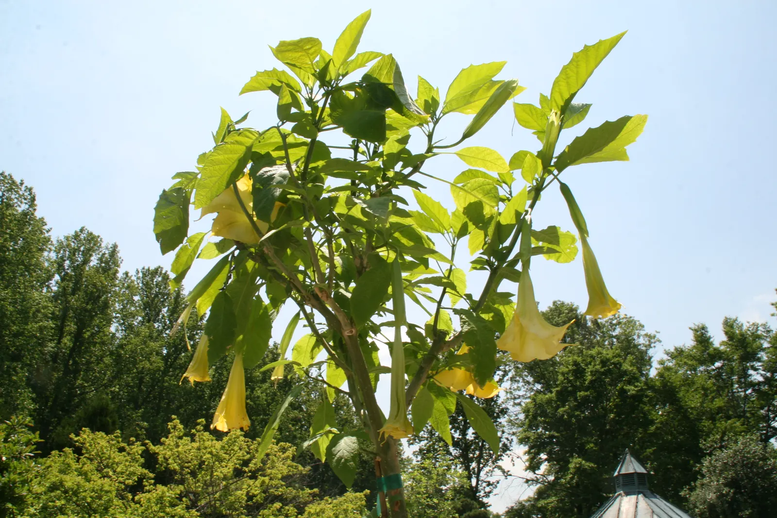 Angel's Trumpet Cultivars (Brugmansia Cultivars) — a soft green.<br><br>The plants are vigorous growers; note that all parts of Angel's Trumpet are, image 53