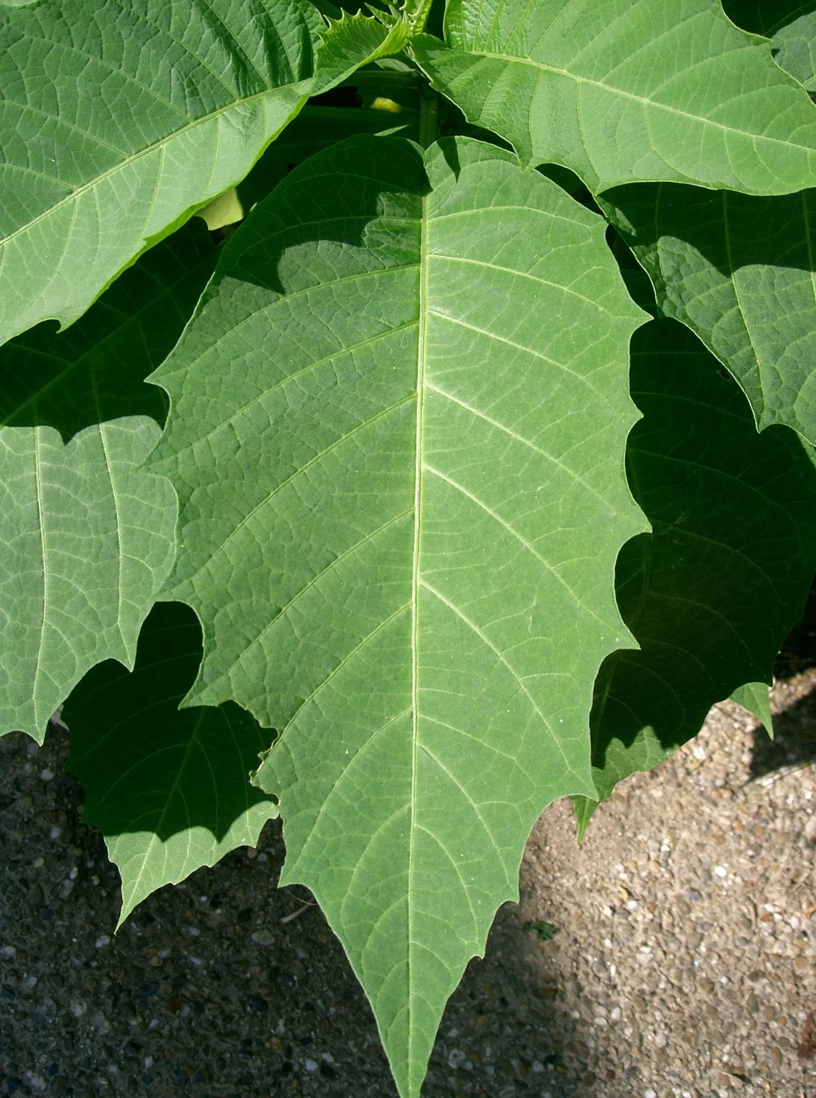 Angel's Trumpet Cultivars (Brugmansia Cultivars) — The Brugmansia genus includes several species with flowers in hues of white; a soft, image 52