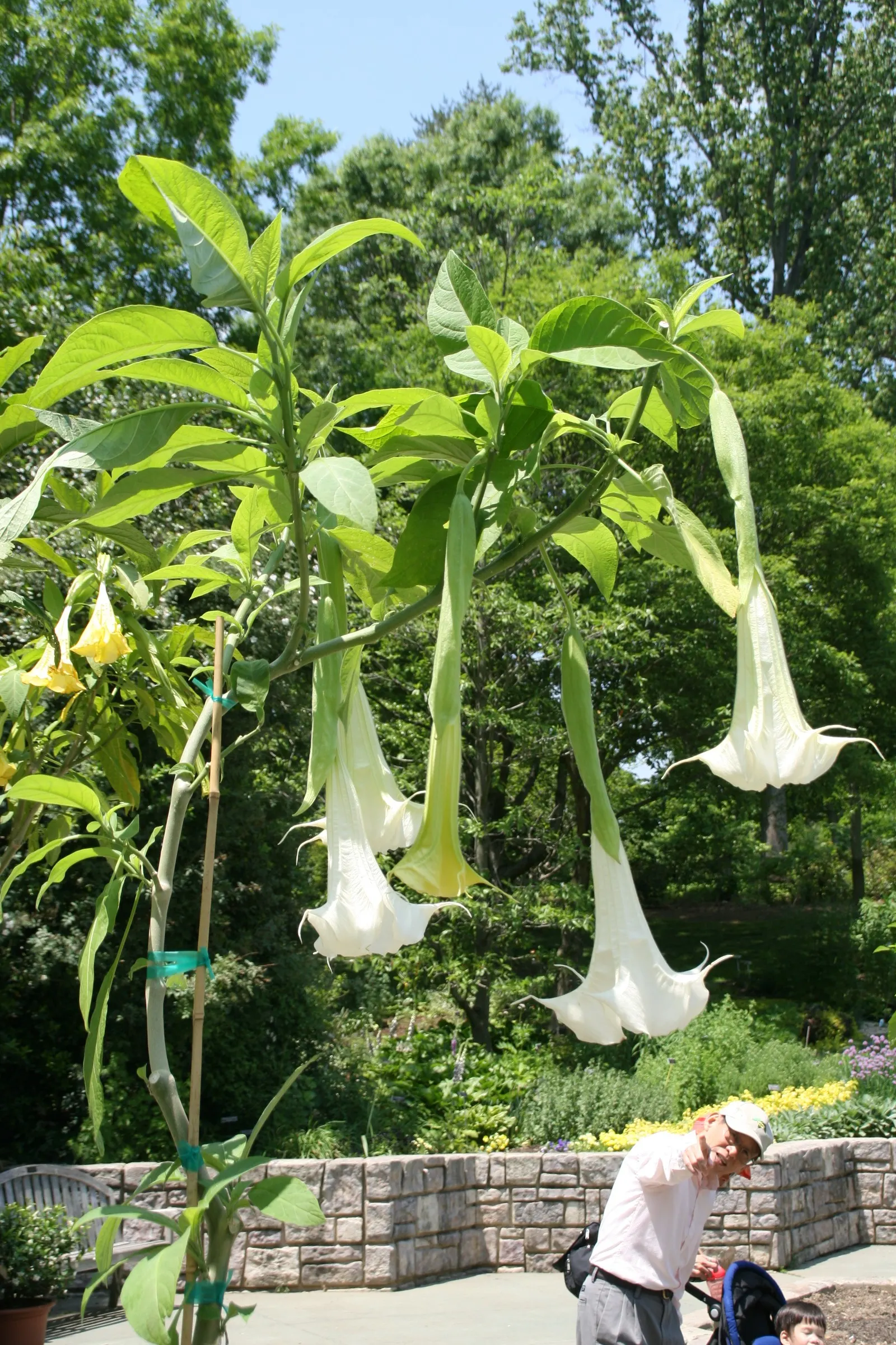 Angel's Trumpet Cultivars (Brugmansia Cultivars) — tropical feel to a garden space.<br><br>Brugmansia cultivars thrive in USDA Hardiness Zones 9 through 12