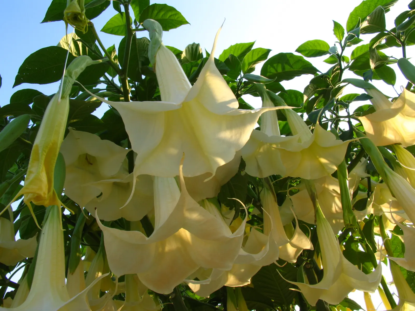 Angel's Trumpet Cultivars (Brugmansia Cultivars) — Caution: all parts are toxic if ingested; providing stunning aesthetic appeal, image 47