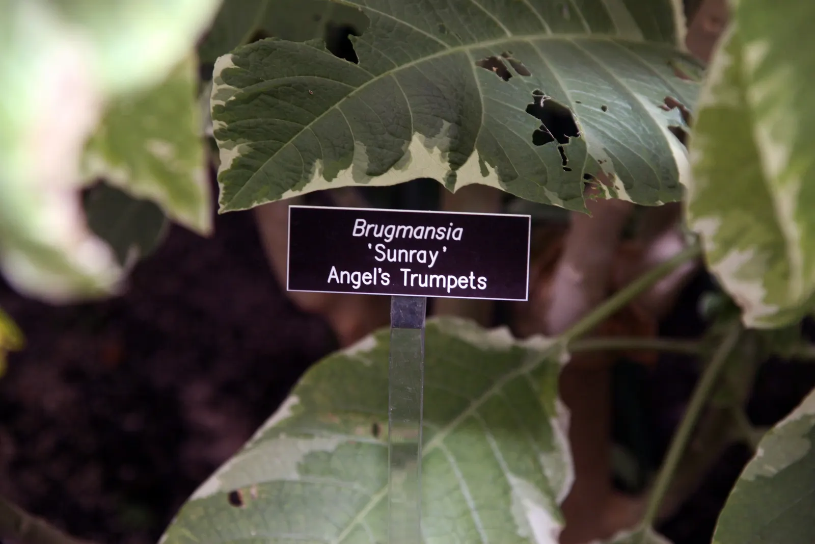 Angel's Trumpet Cultivars (Brugmansia Cultivars) — They perform best in full sun to partial shade; preferring well-drained soil with regular watering to