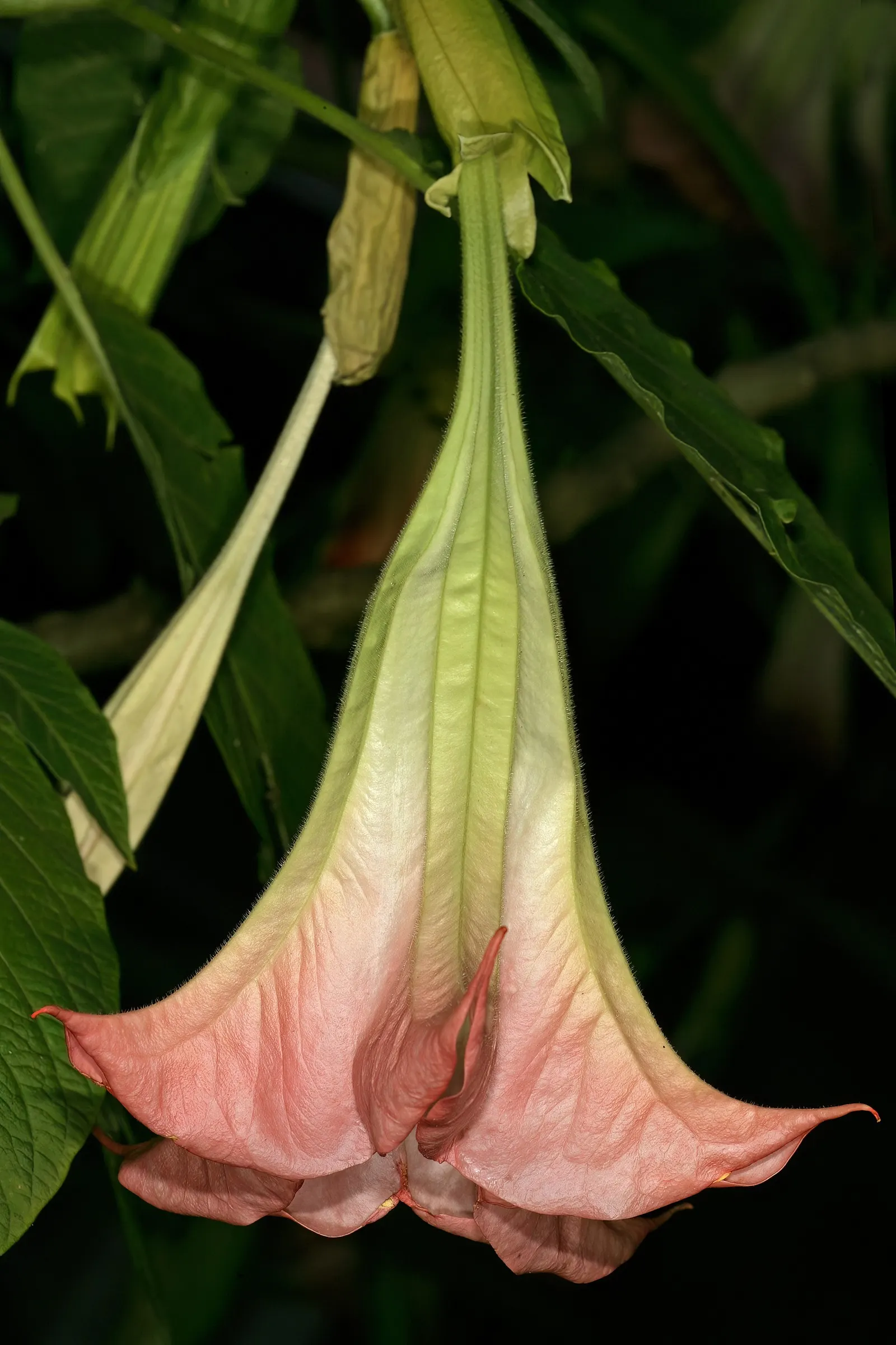 Angel's Trumpet Cultivars (Brugmansia Cultivars) — They thrive in USDA zones 9-12, preferring well-drained soil, full sun to partial shade