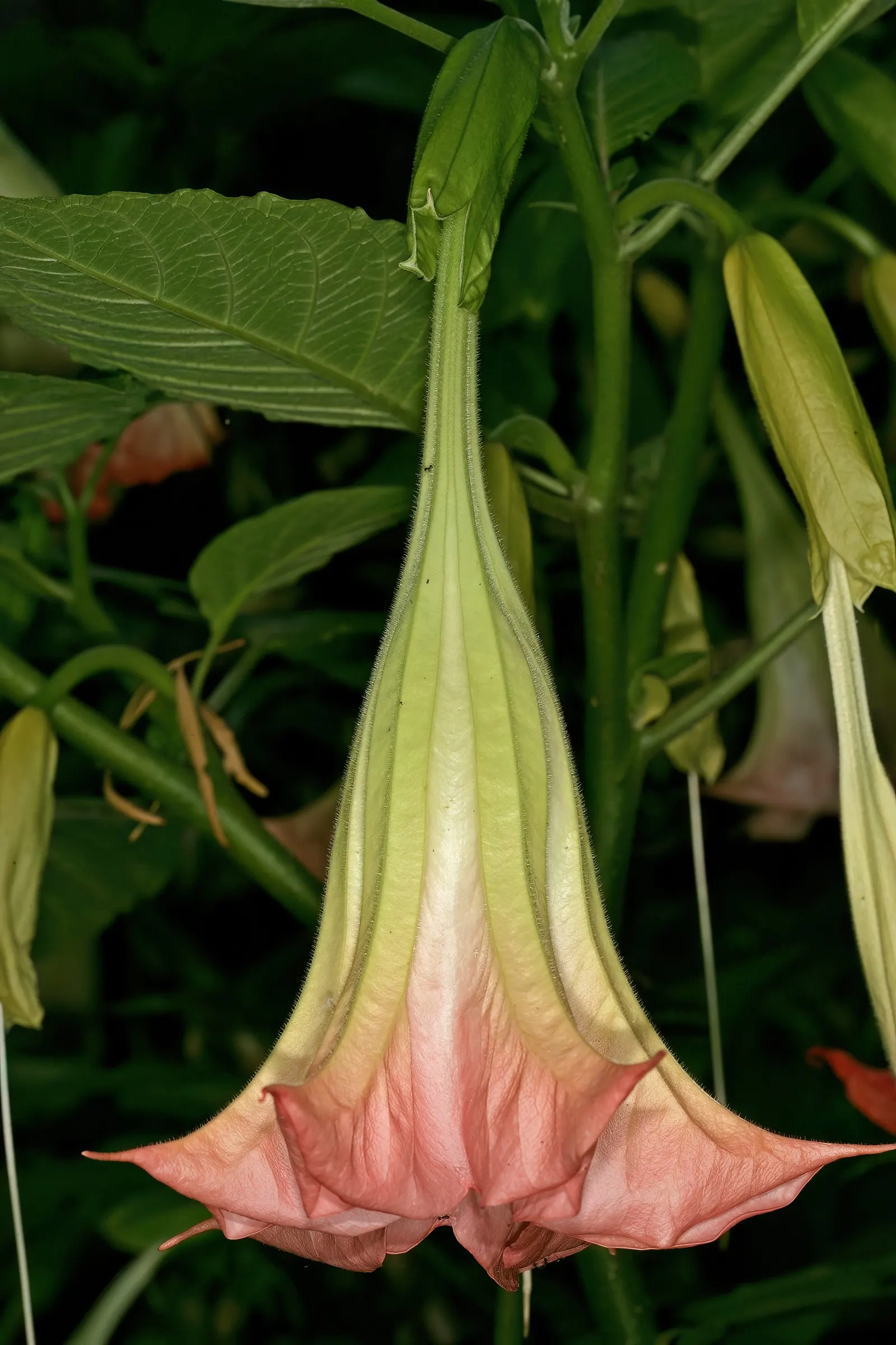 Angel's Trumpet Cultivars (Brugmansia Cultivars) — typically reaching heights of 6 to 12 feet with a similar spread; cultivars vary in height from 6 to 20