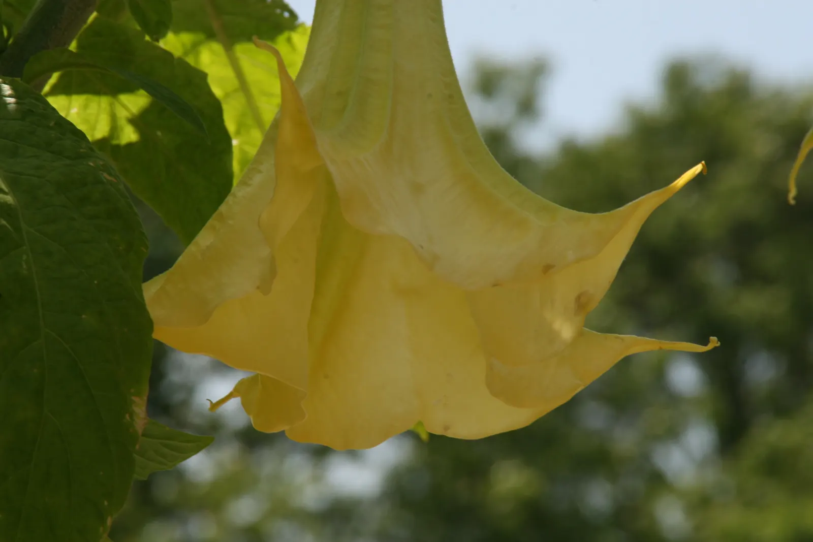 Angel's Trumpet Cultivars (Brugmansia Cultivars) — They thrive in USDA zones 9-12, preferring well-drained soil, full sun to partial shade; though, image 46