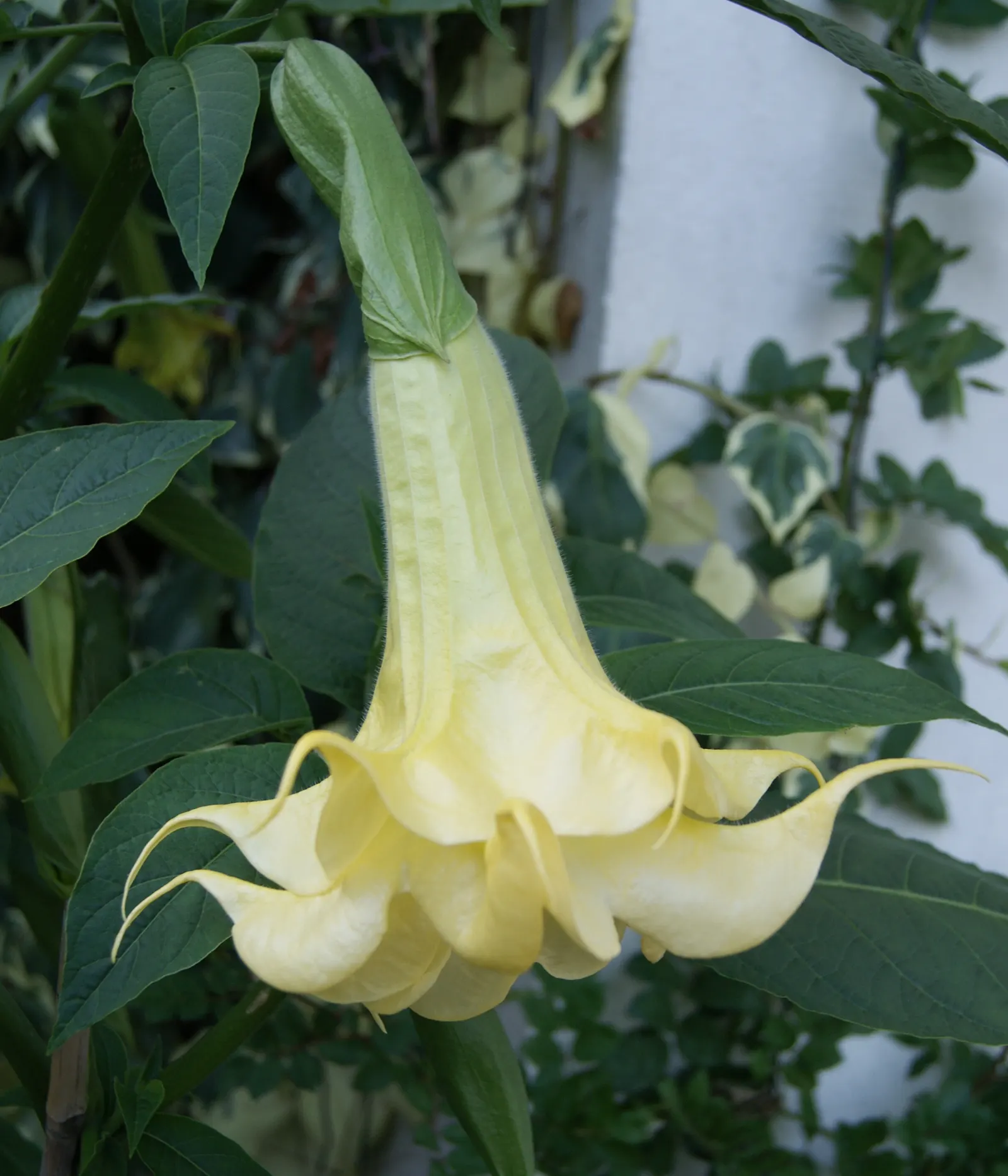 Angel's Trumpet Cultivars (Brugmansia Cultivars) — yellow flowers in the garden