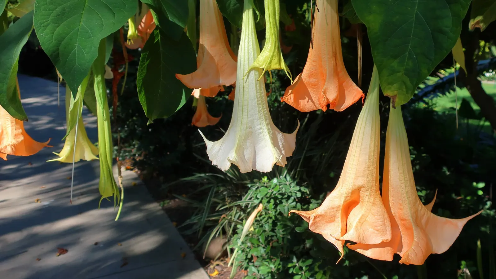 Angel's Trumpet Cultivars (Brugmansia Cultivars) — a soft green.<br><br>The plants are vigorous growers