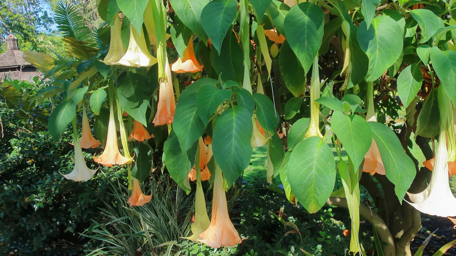 Angel's Trumpet Cultivars (Brugmansia Cultivars) — Note that all parts of Angel's Trumpet are toxic if ingested