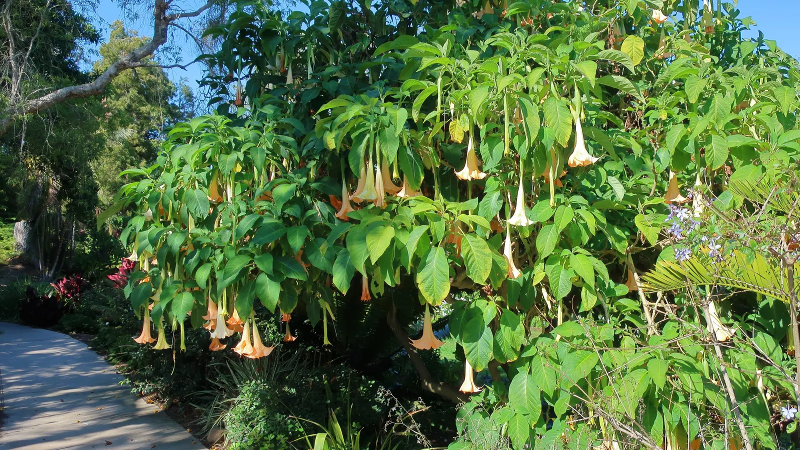 Angel's Trumpet Cultivars (Brugmansia Cultivars) — trumpet-shaped flowers that can add a dramatic flair to any landscape design