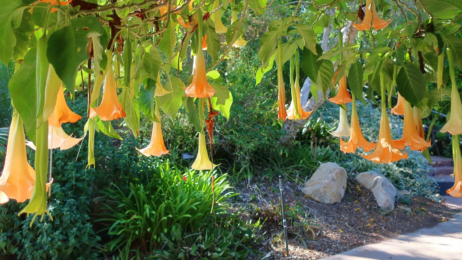 Angel's Trumpet Cultivars (Brugmansia Cultivars) — Providing stunning aesthetic appeal