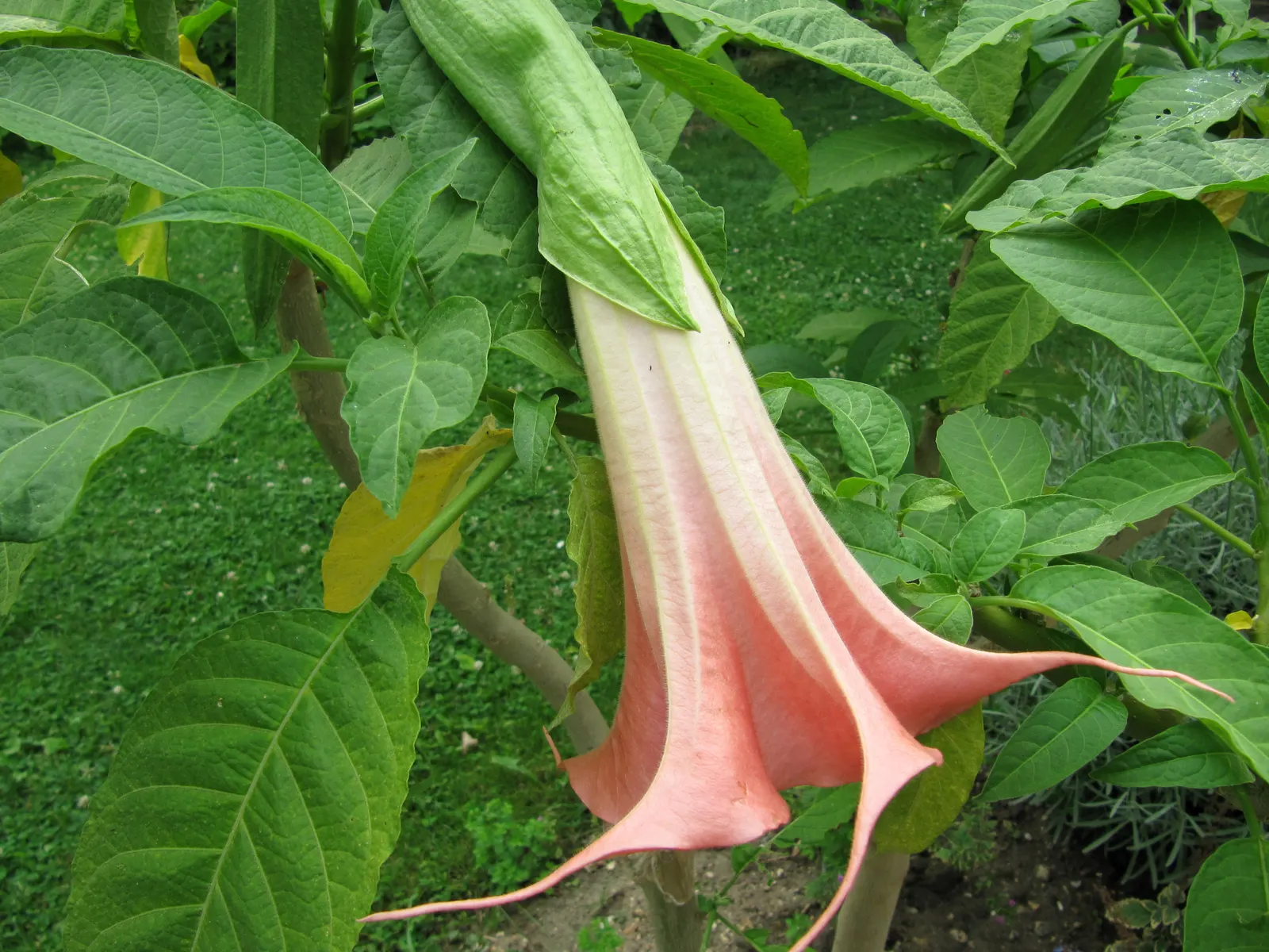 Angel's Trumpet Cultivars (Brugmansia Cultivars) — though some can even reach up to 20 feet under ideal conditions; the Brugmansia genus includes several