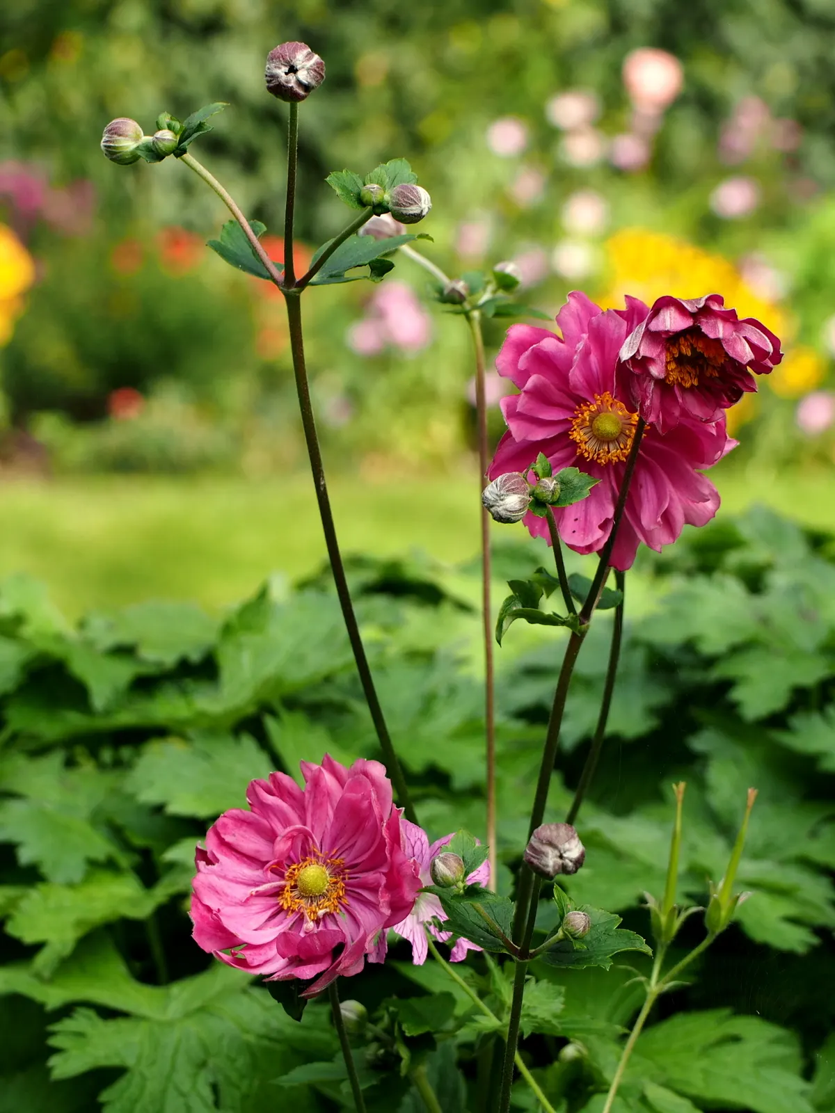 Japanese Anemone (Anemone X Hybrida) — Keep an eye out for pests such as aphids, and treat as necessary to preserve the plant's health and appearance