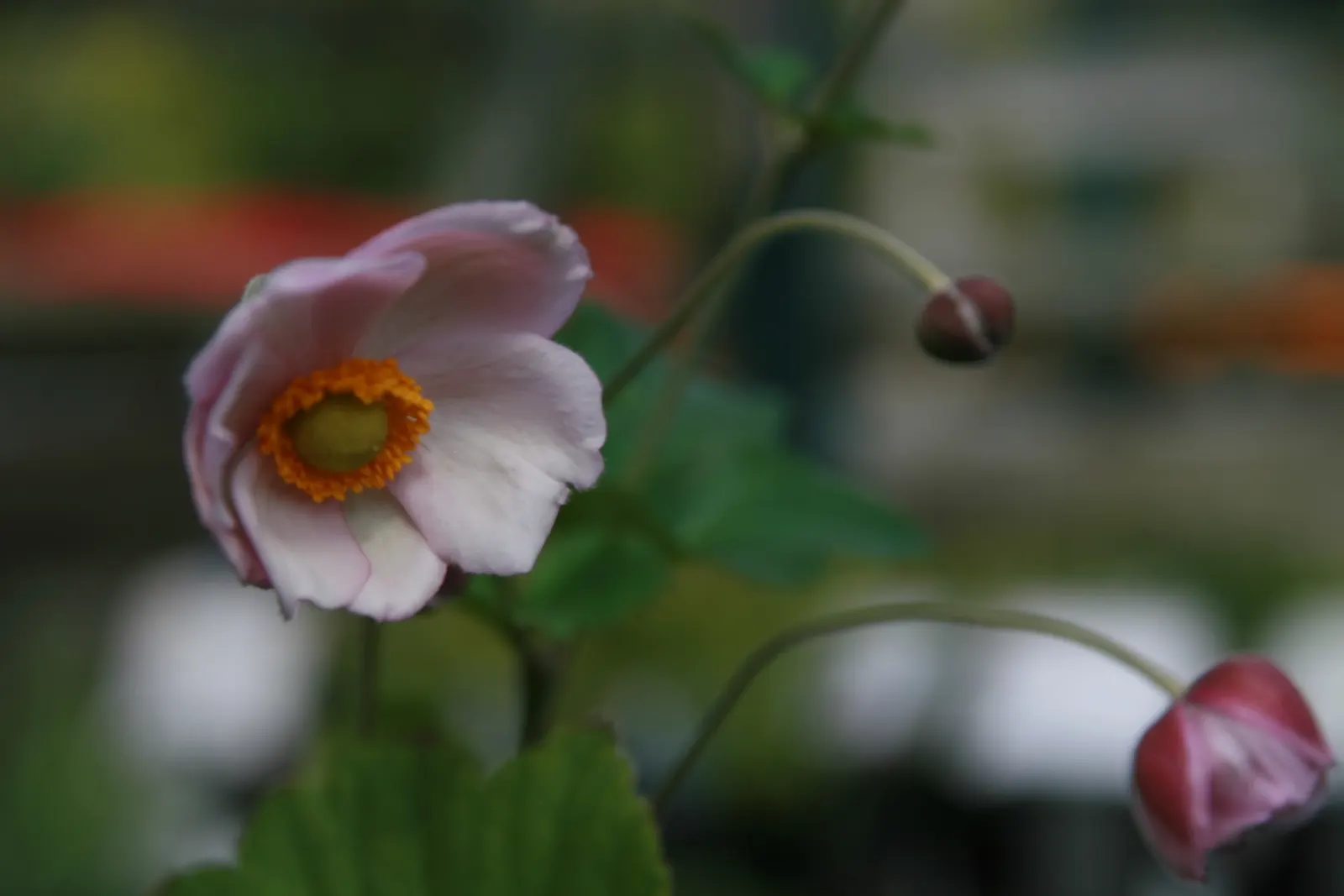 Japanese Anemone (Anemone X Hybrida) — perennial with multi-colored and pink and white blooms