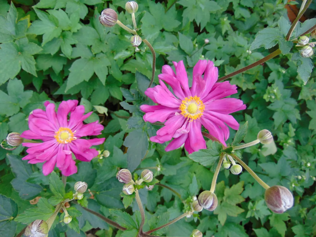Japanese Anemone (Anemone X Hybrida) — It's ideally planted in well-drained soil that retains moisture