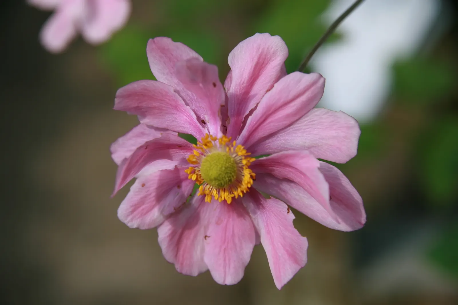 Japanese Anemone (Anemone X Hybrida) — Ideal for borders, the anemone adds a delicate charm to traditional and woodland gardens alike; with proper care, the