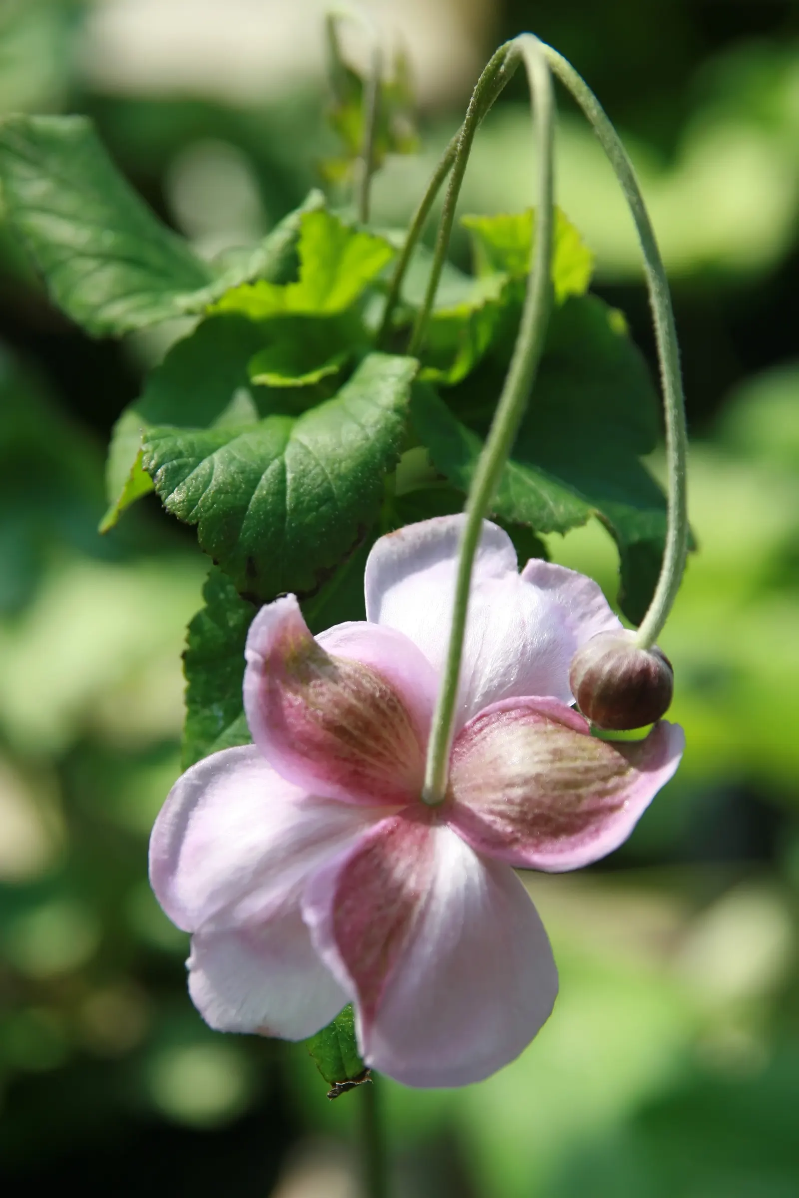 Japanese Anemone (Anemone X Hybrida) — Typically reaching a height of 2 to 4 feet with a spread of 18 to 24 inches