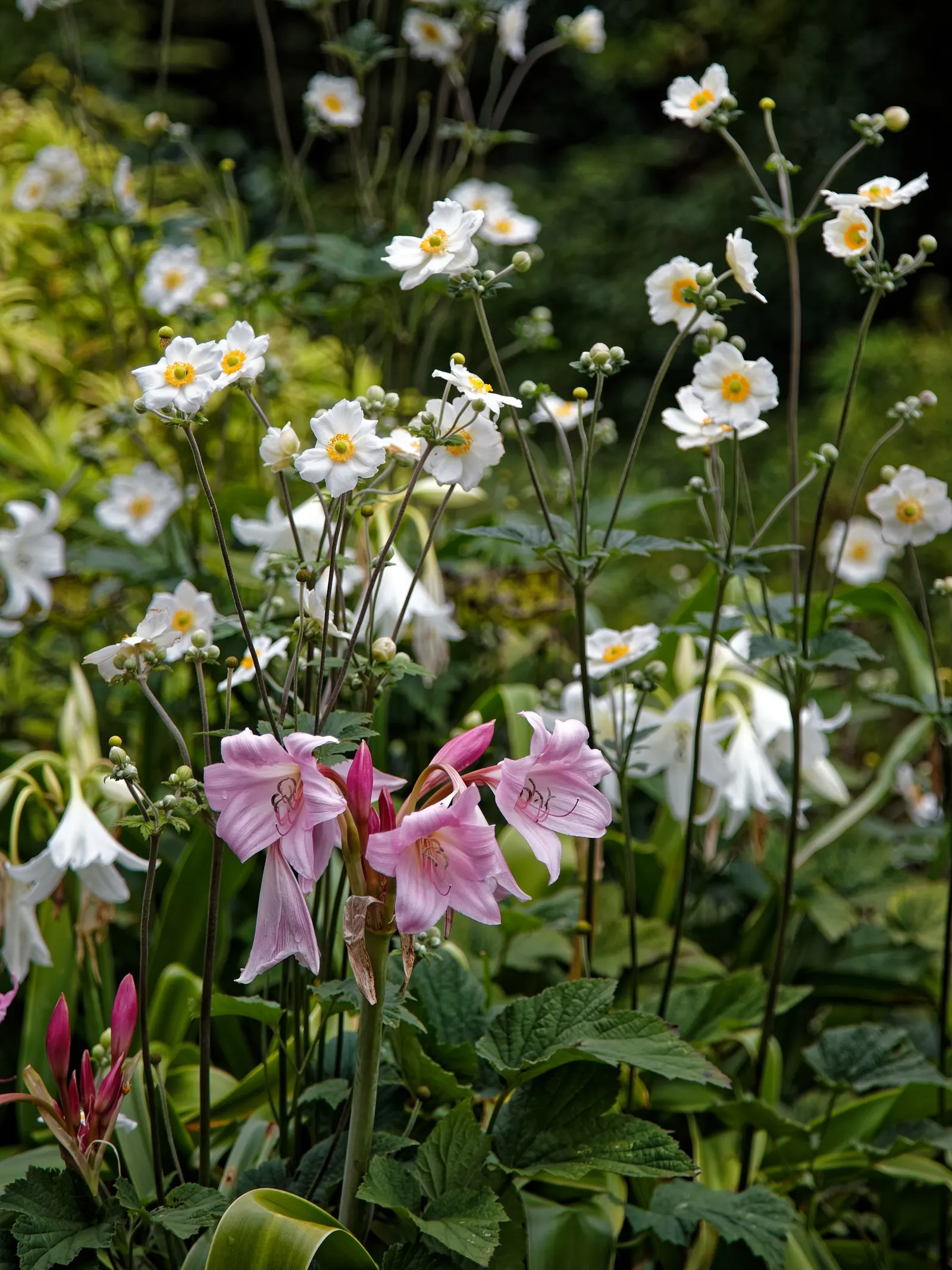 Japanese Anemone (Anemone X Hybrida) — the Japanese Anemone thrives in USDA hardiness zones 4 through 8