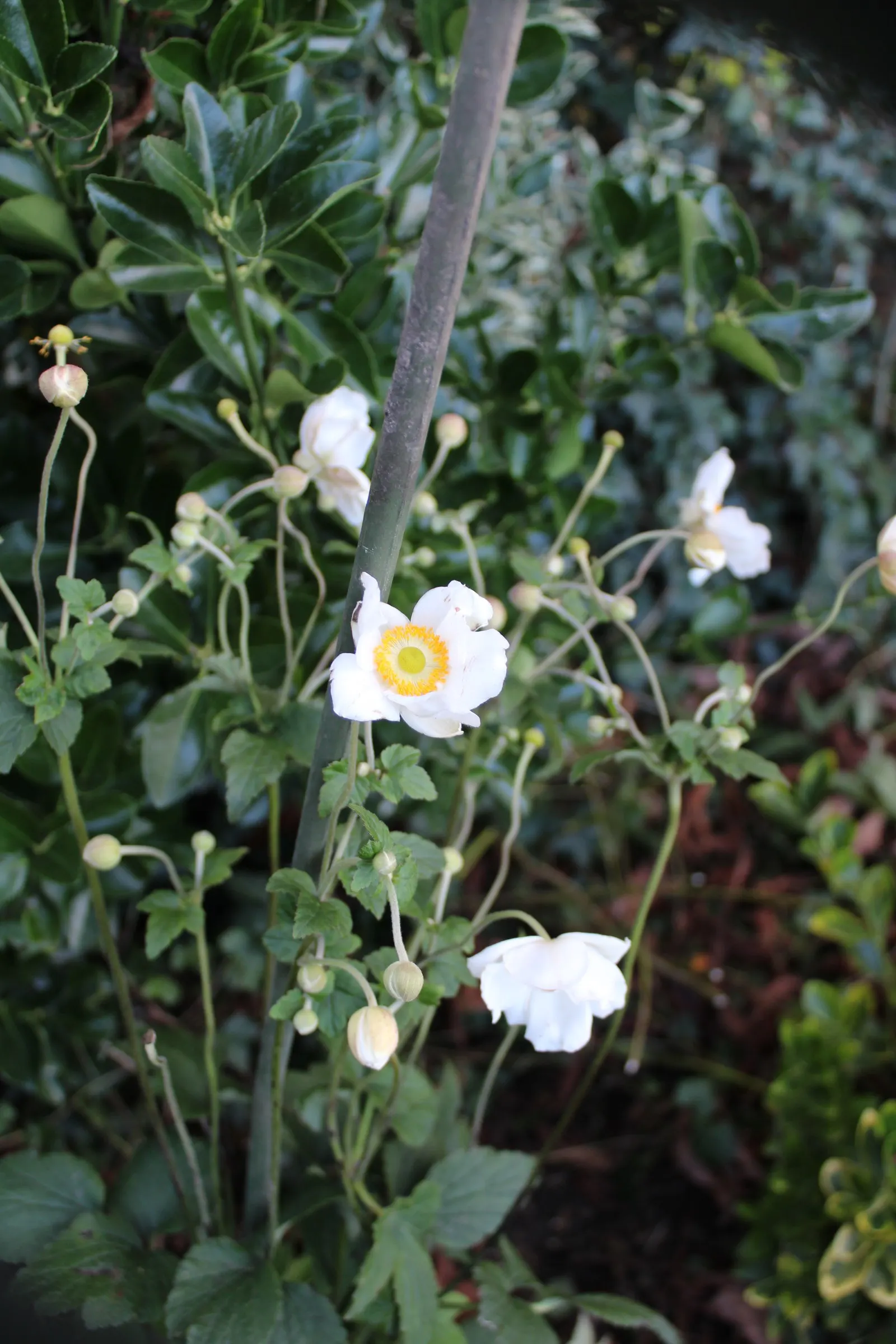 Japanese Anemone (Anemone X Hybrida) — this plant boasts a mounding growth habit topped with sprightly flower stalks