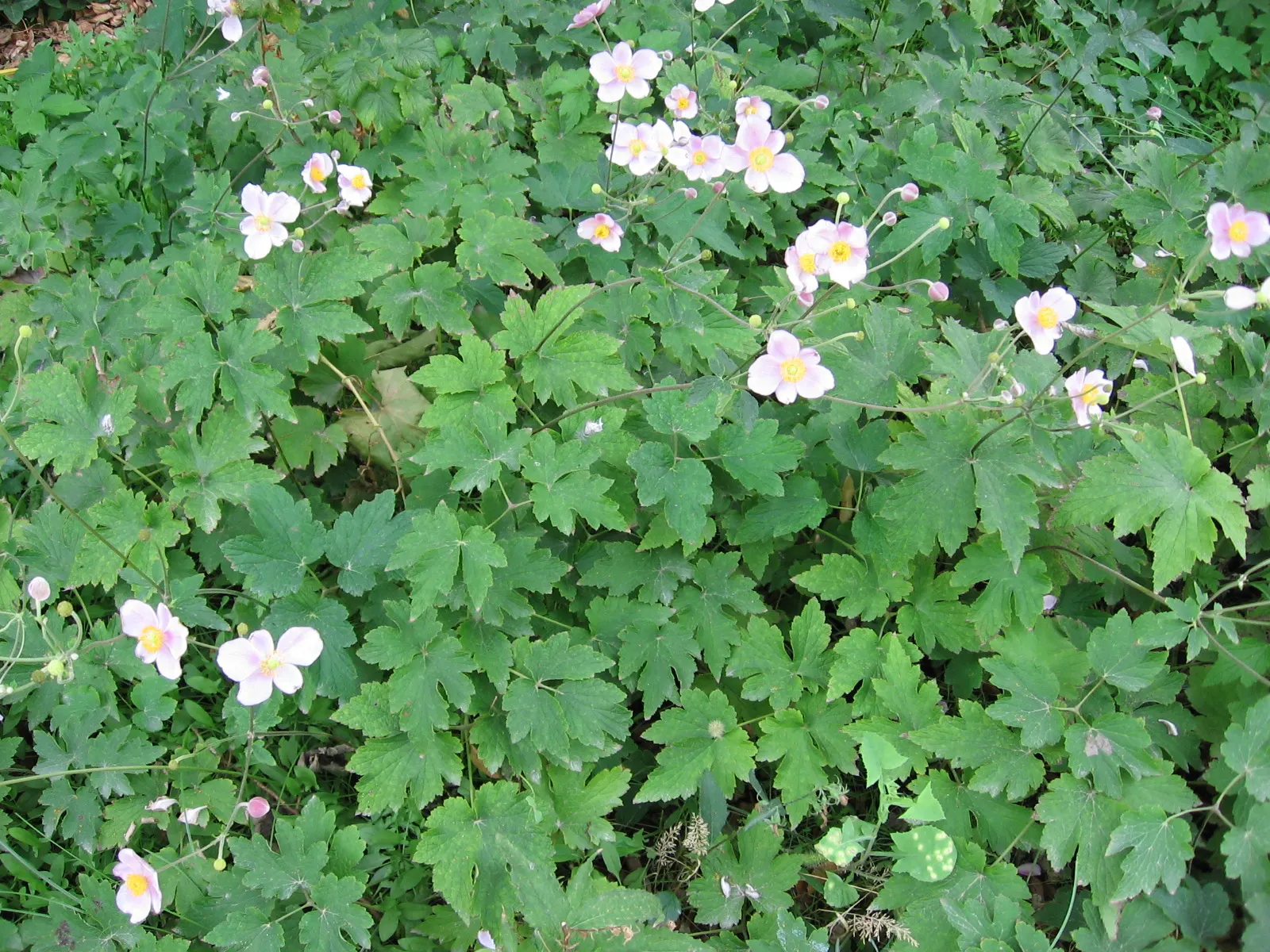 Japanese Anemone (Anemone X Hybrida) — Ideal for borders, the anemone adds a delicate charm to traditional and woodland gardens alike