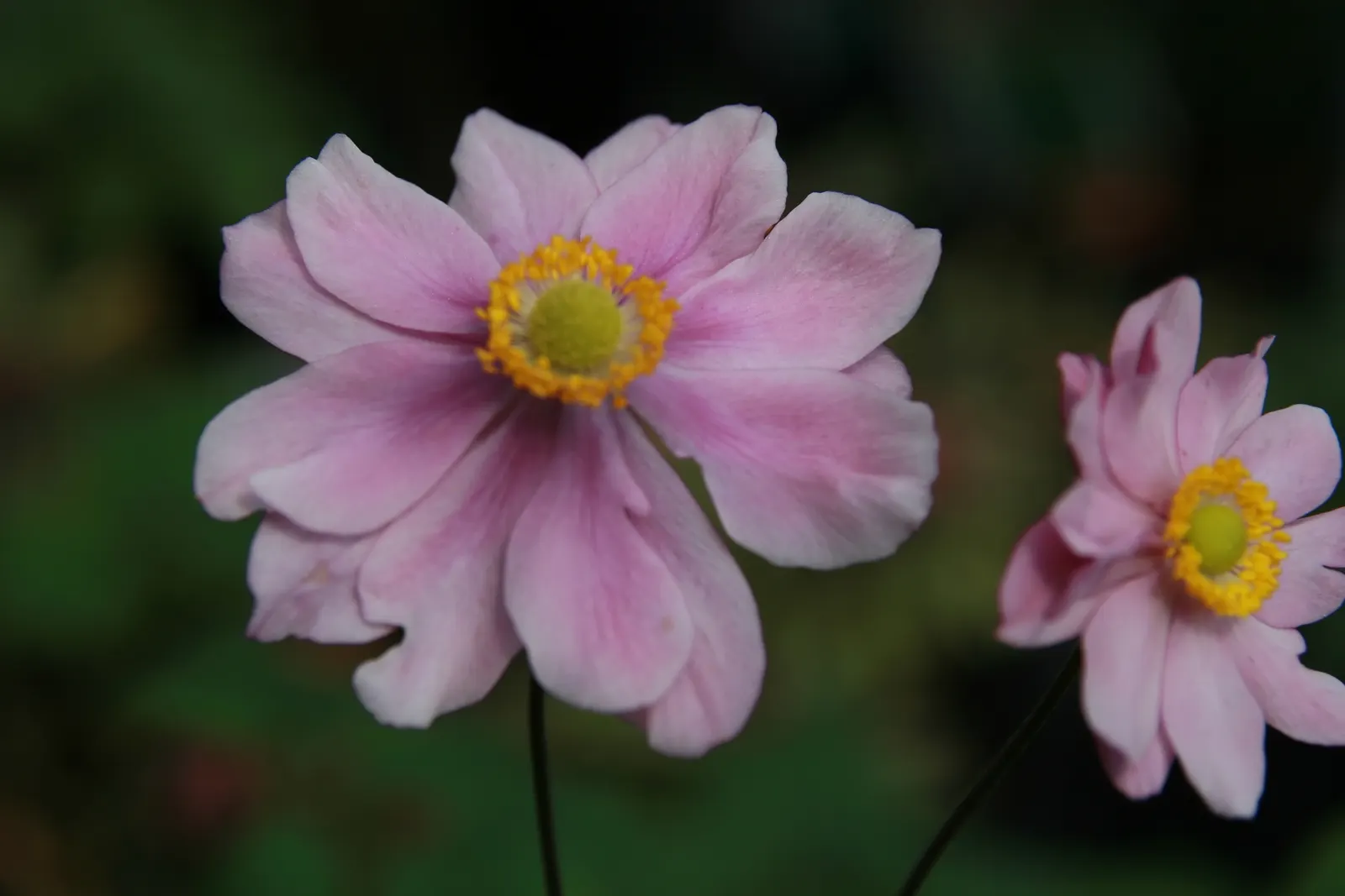 Japanese Anemone (Anemone X Hybrida) — ranging from pure white to deep pink; the Japanese Anemone thrives in USDA hardiness zones 4 through 8