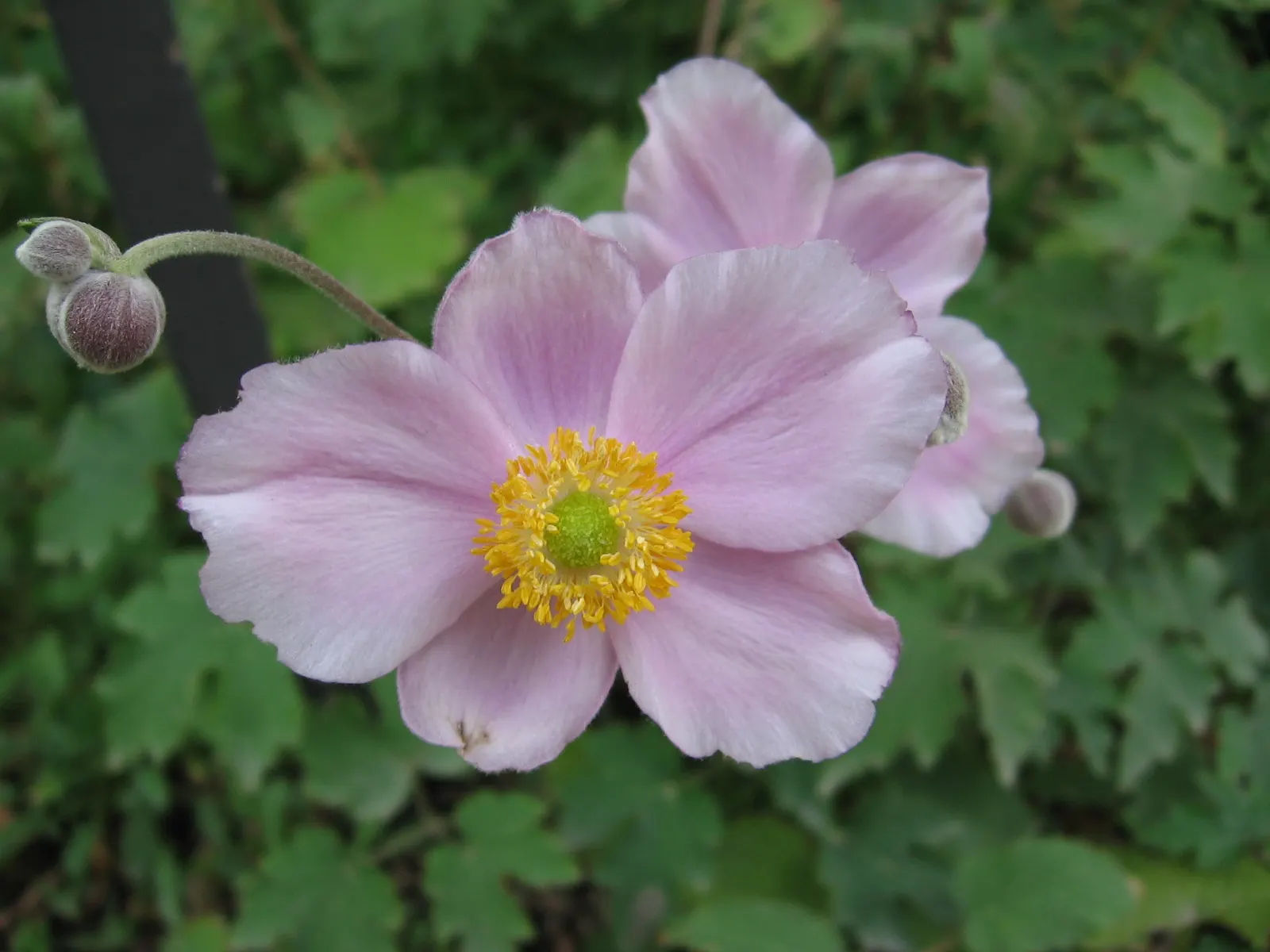 Japanese Anemone (Anemone X Hybrida) — Its late summer to fall flowering provides an elegant display