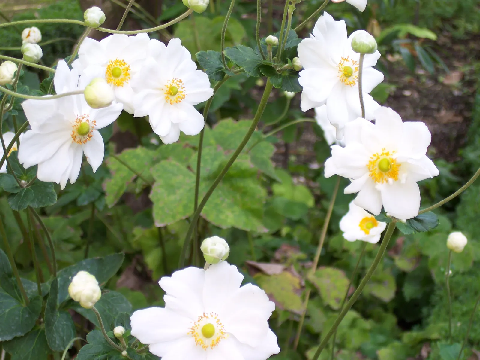 Japanese Anemone (Anemone X Hybrida) — perennial for full or half or shade