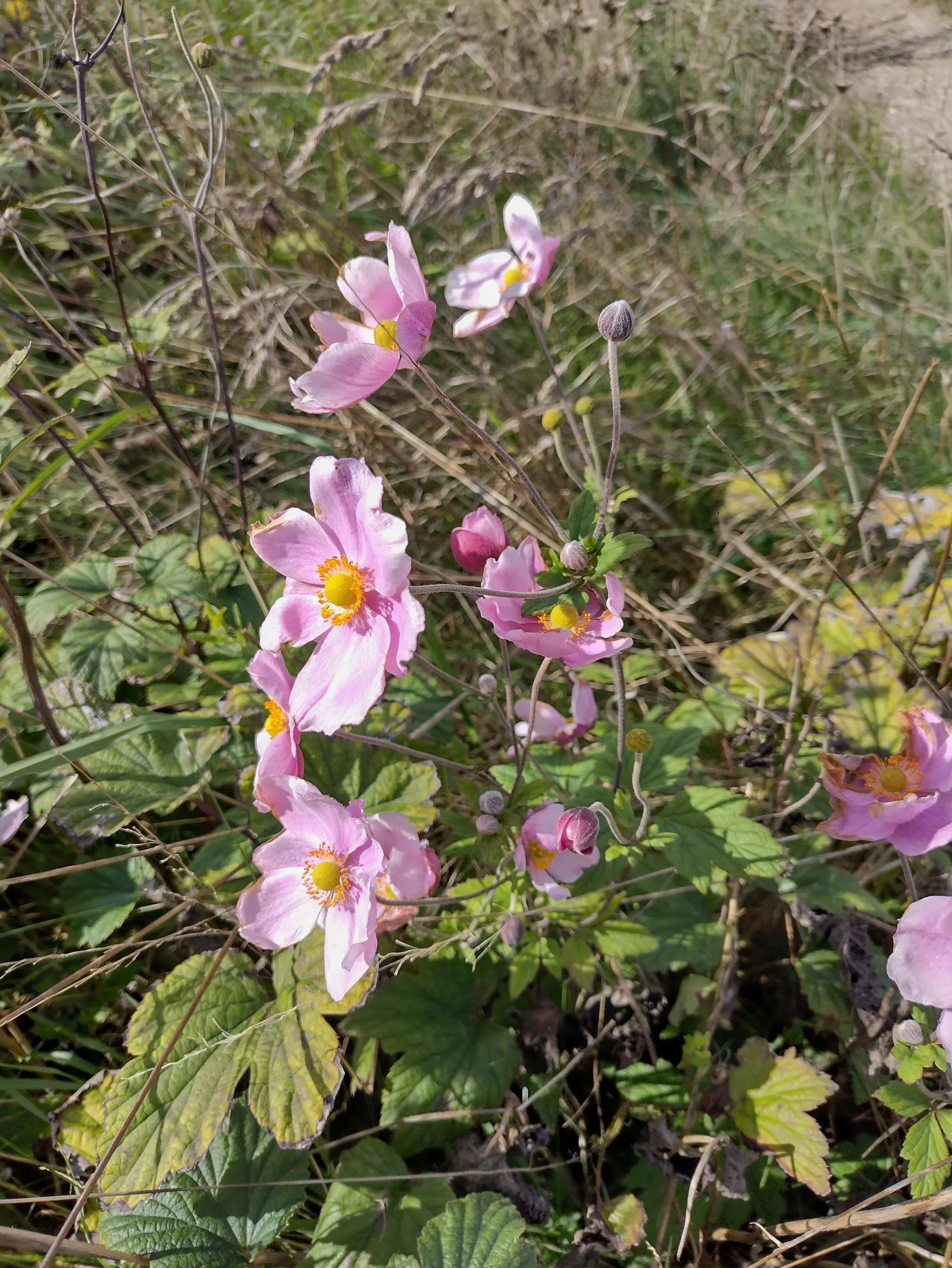 Japanese Anemone (Anemone X Hybrida) — Its late summer to fall flowering provides an elegant display, image 25