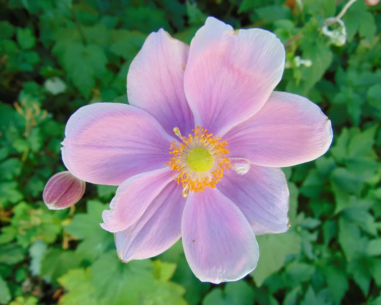 Japanese Anemone (Anemone X Hybrida) — boasts graceful stems carrying poppy-like blooms