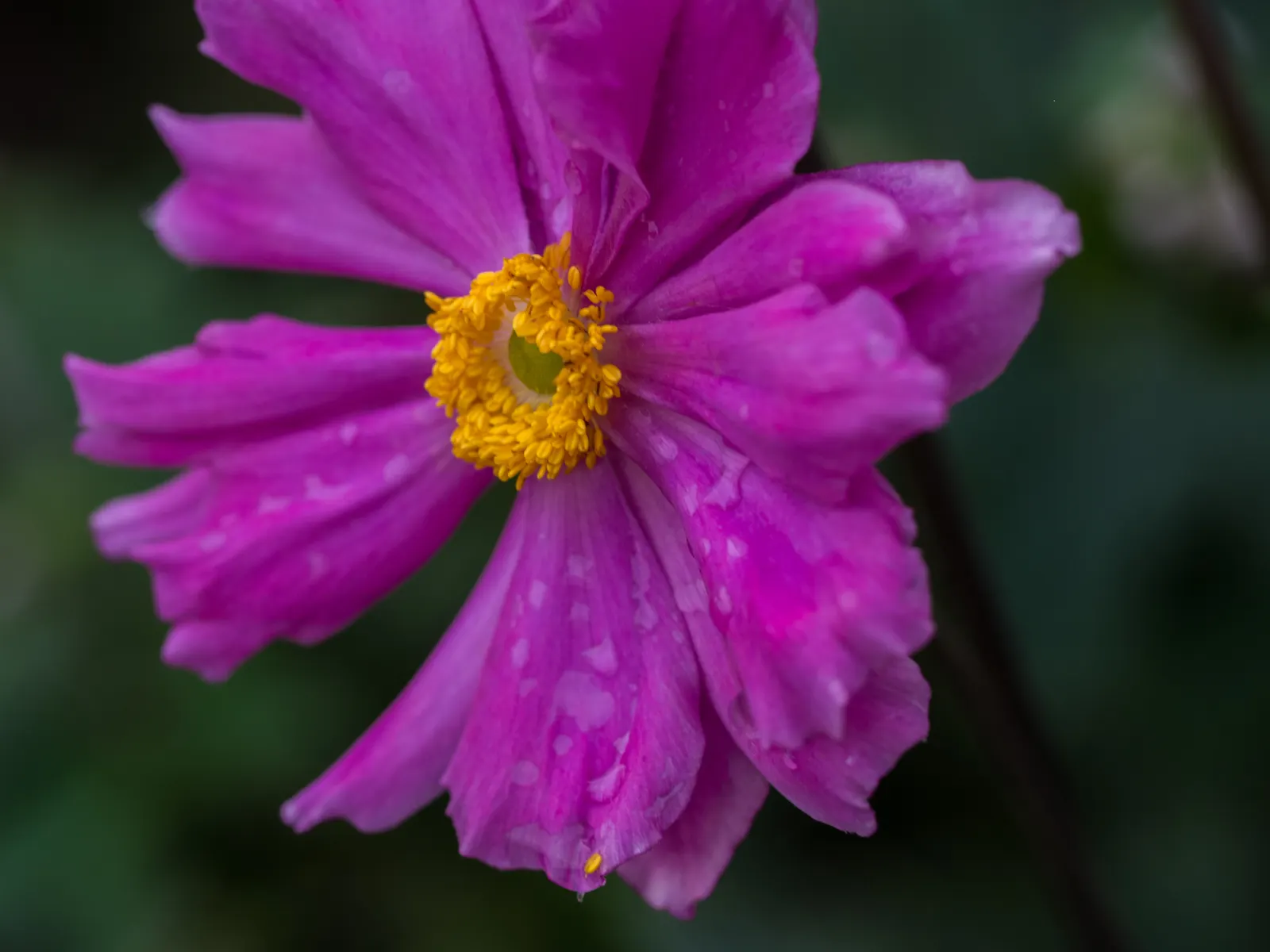 Japanese Anemone (Anemone X Hybrida) — ranging from pure white to deep pink