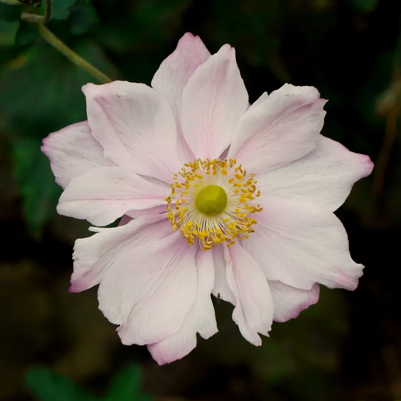 Japanese Anemone (Anemone X Hybrida) — cut back the spent flower stems after blooming to tidy up the plant