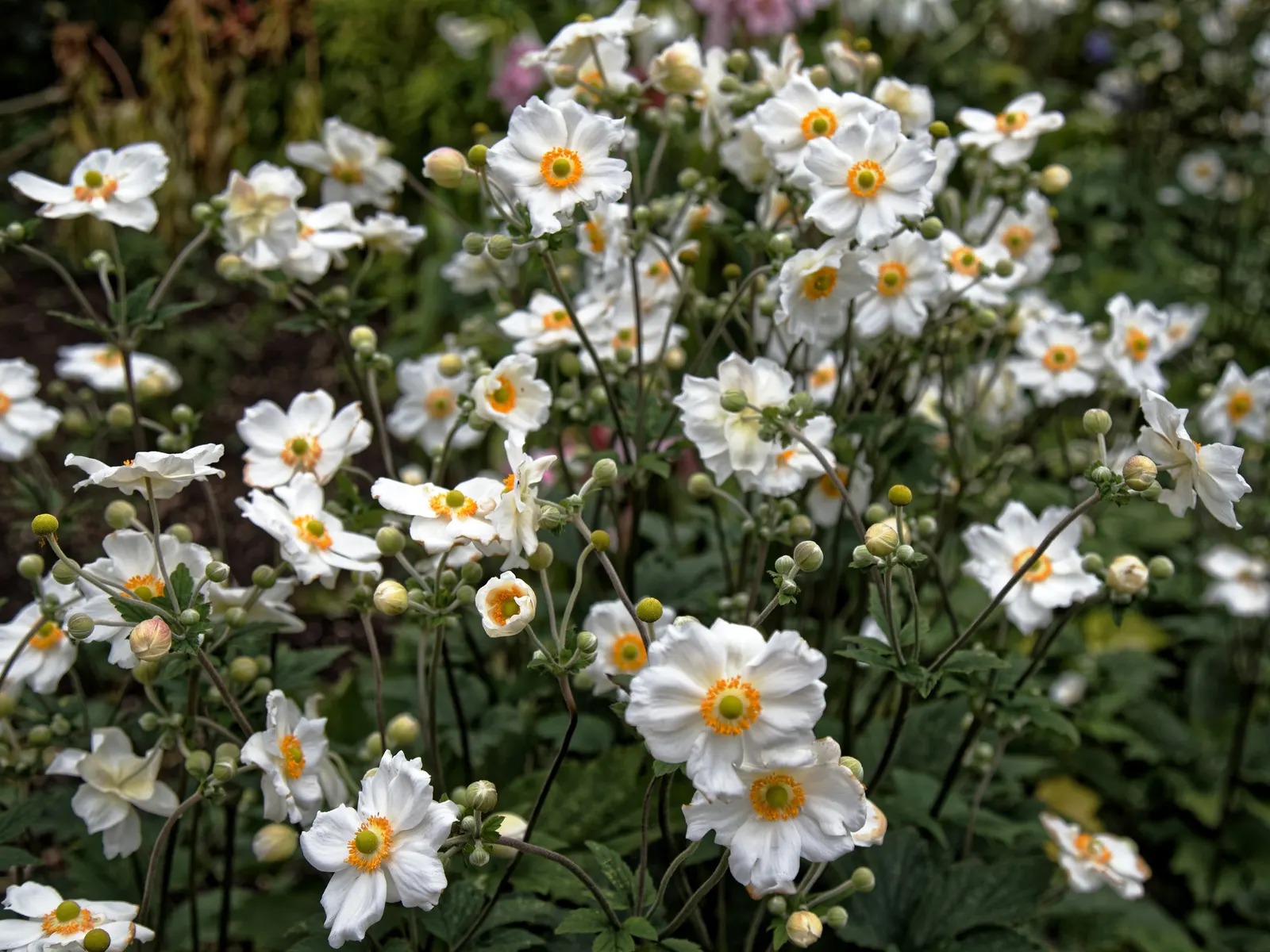 Japanese Anemone (Anemone X Hybrida) — Mulch annually with organic material to help retain soil moisture and protect its shallow roots