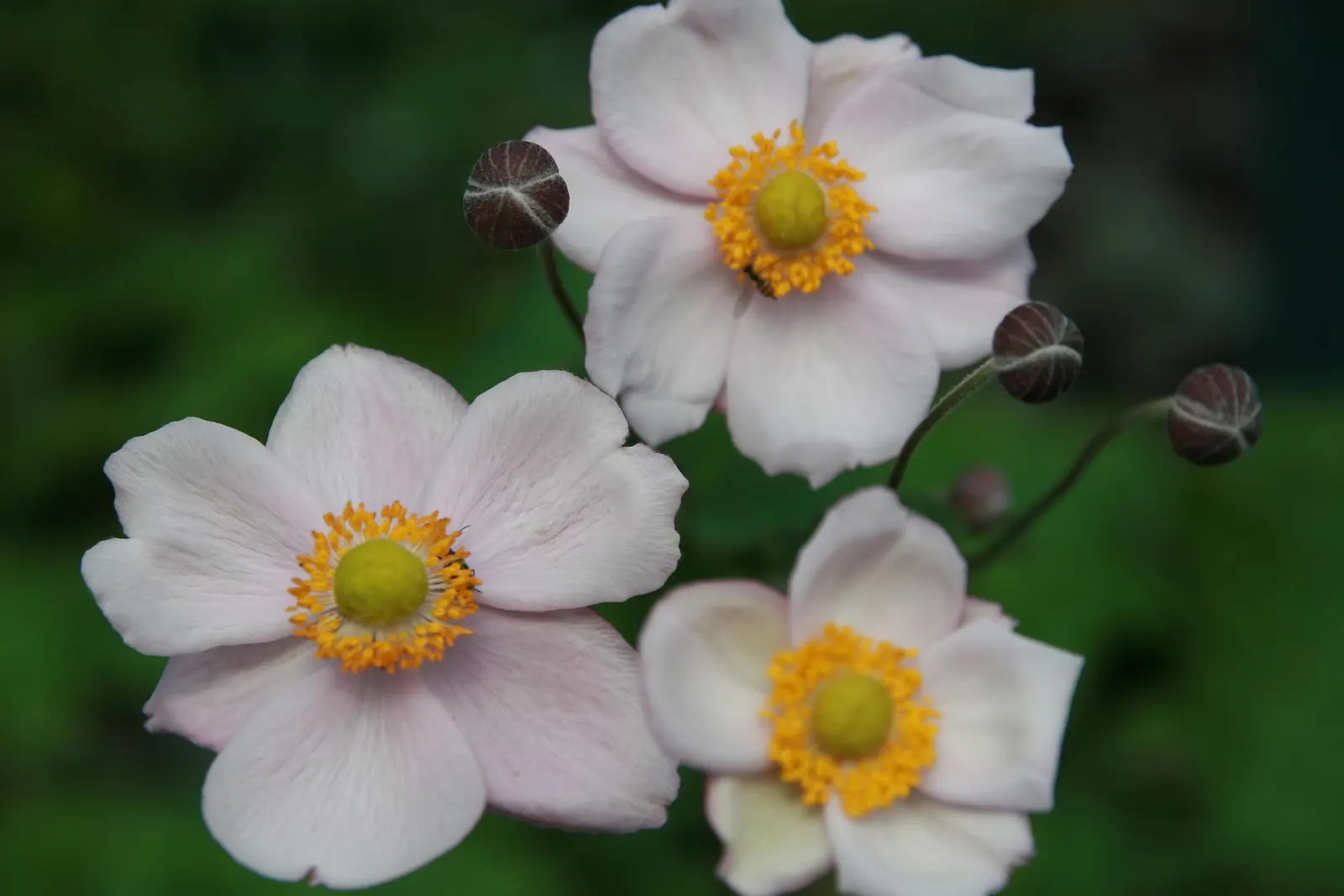 Japanese Anemone (Anemone X Hybrida) — Flourishing in partial shade, it reaches 2-4 feet high with a spread of 18-24 inches; with proper care, the Japanese
