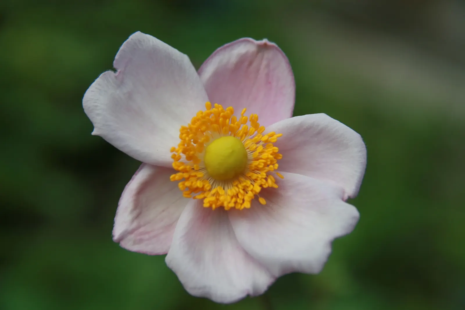 Japanese Anemone (Anemone X Hybrida) — The foliage is an attractive deep green