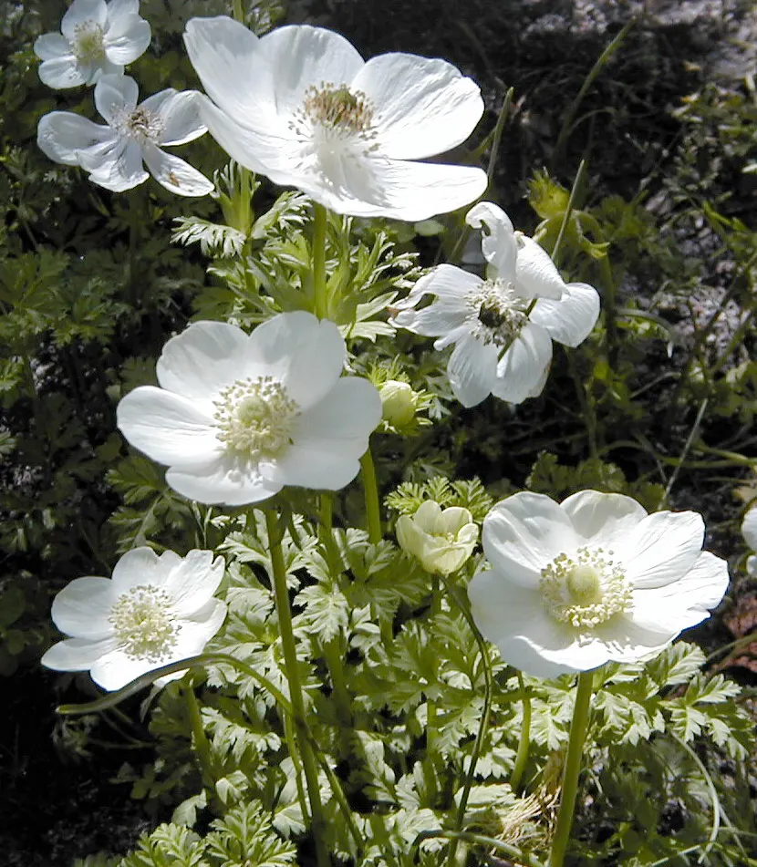 Japanese Anemone (Anemone X Hybrida) — boasts graceful stems carrying poppy-like blooms; its late summer to fall flowering provides an elegant display