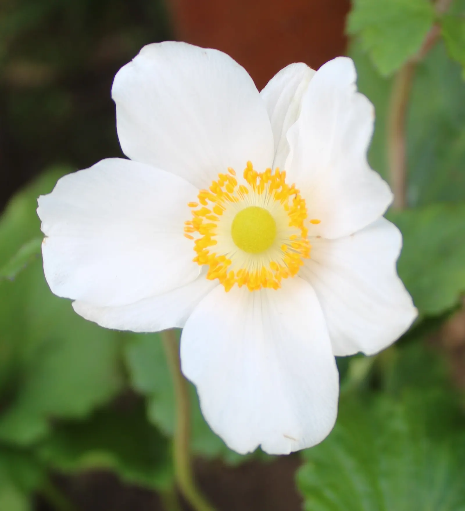 Japanese Anemone (Anemone X Hybrida) — is a graceful perennial that adds a burst of late-summer and fall color to any garden setting