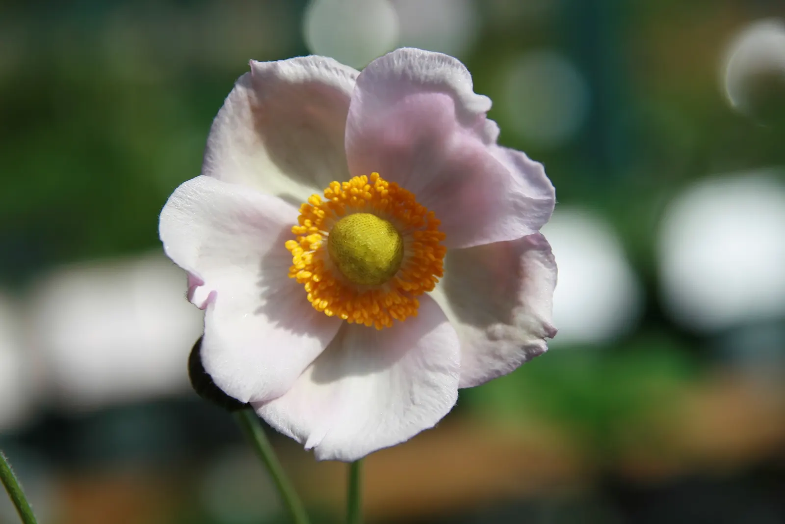 Japanese Anemone (Anemone X Hybrida) — Suited for zones 4-8, it prefers well-drained soil