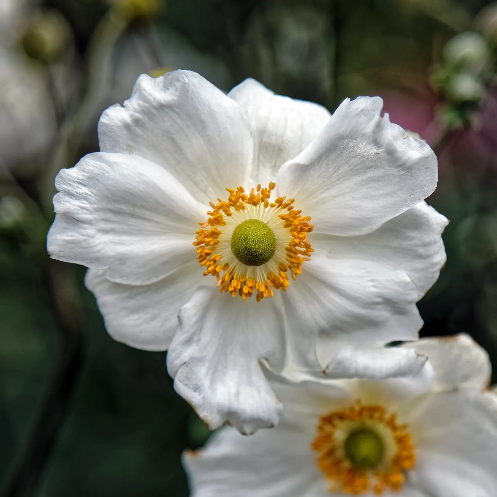 Japanese Anemone (Anemone X Hybrida) — With proper care, the Japanese Anemone will be a showstopper in a client's garden for years to come