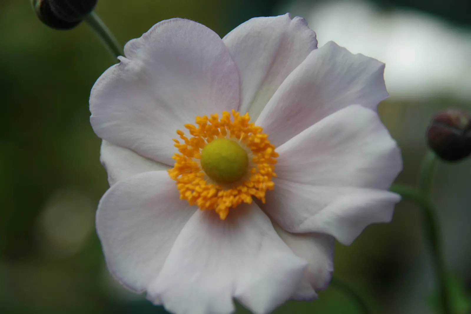 Japanese Anemone (Anemone X Hybrida) — ensuring steady growth without the roots becoming waterlogged.<br><br>When incorporating into garden designs
