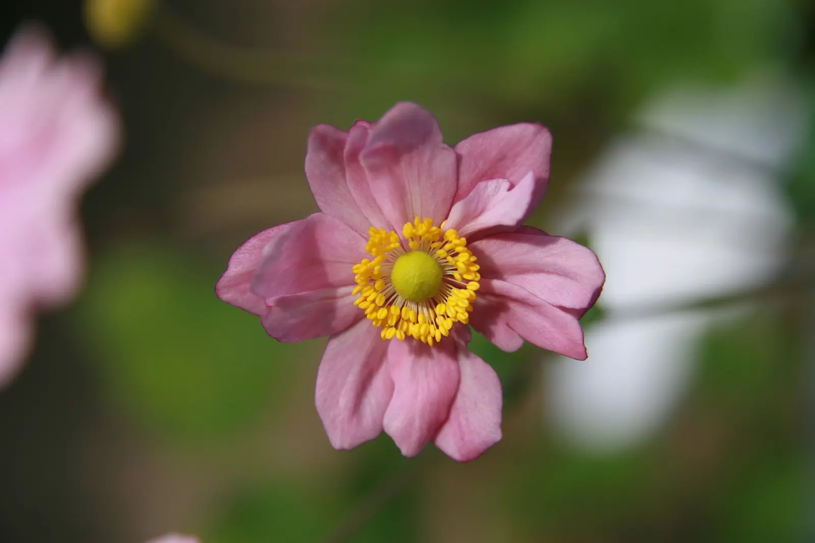 Japanese Anemone (Anemone X Hybrida) — Flourishing in partial shade, it reaches 2-4 feet high with a spread of 18-24 inches